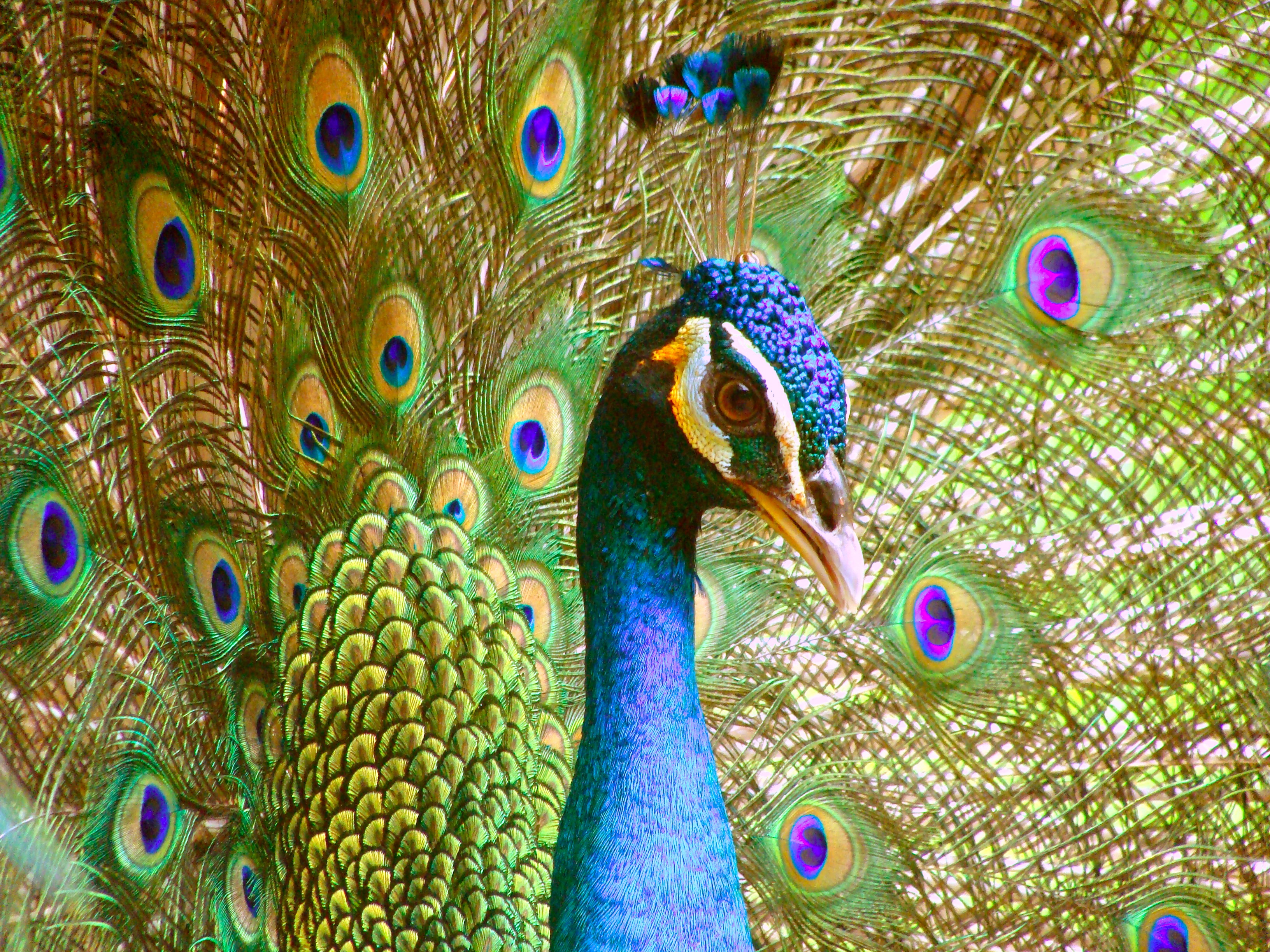 oif, no people, 2K, blue, peacocks tail, outdoors, wildlife, birds, close-up, full frame, feathers, backgrounds, day, animal eye, elegance, tail, animal wildlife, HD Wallpaper