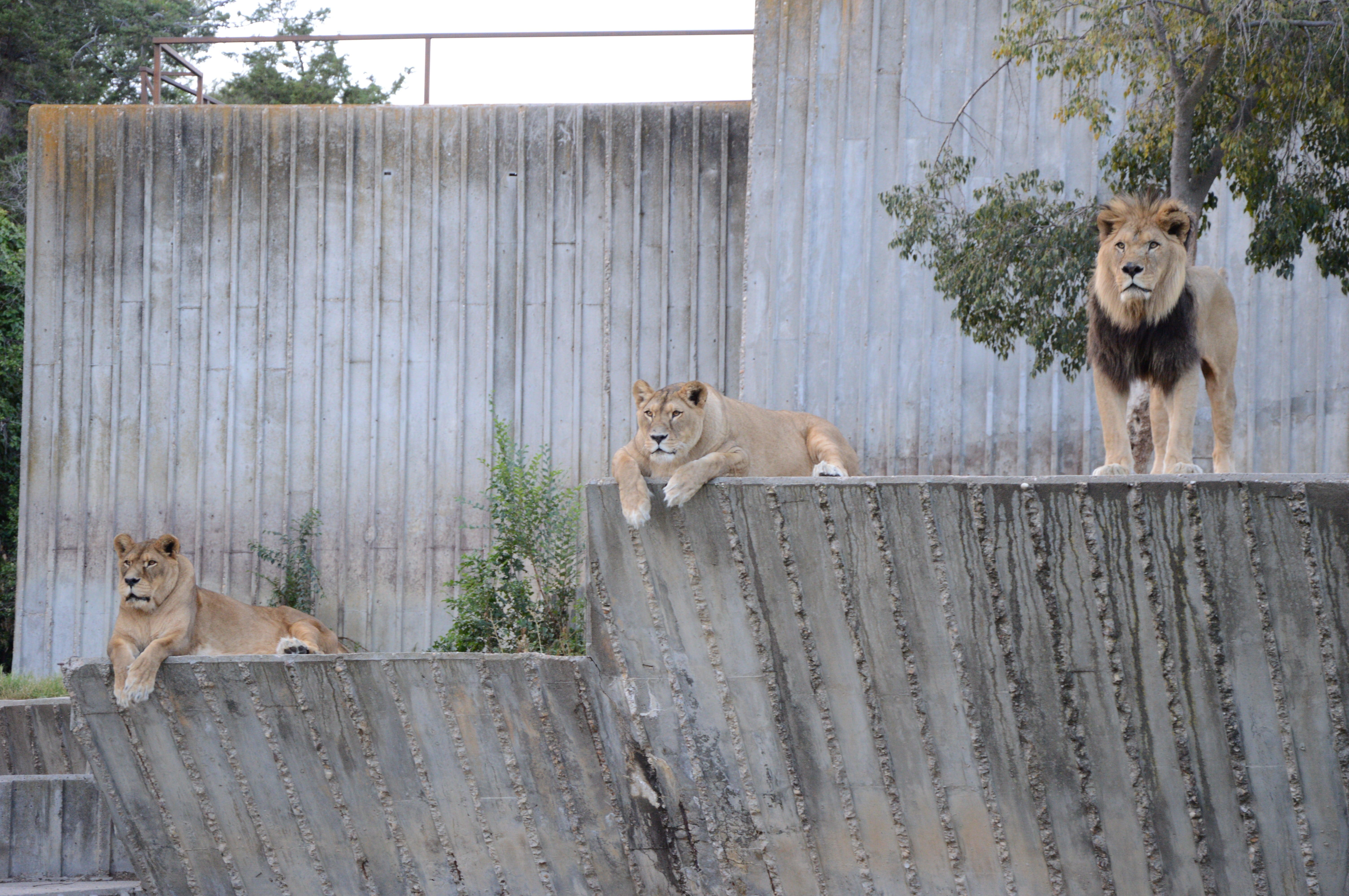 hair, vertebrate, two animals, pride, savannah, waiting, felines, granny, rest, wood - material, boundary, teeth, africa, leo, mane, whisker, roar, colors, HD Wallpaper