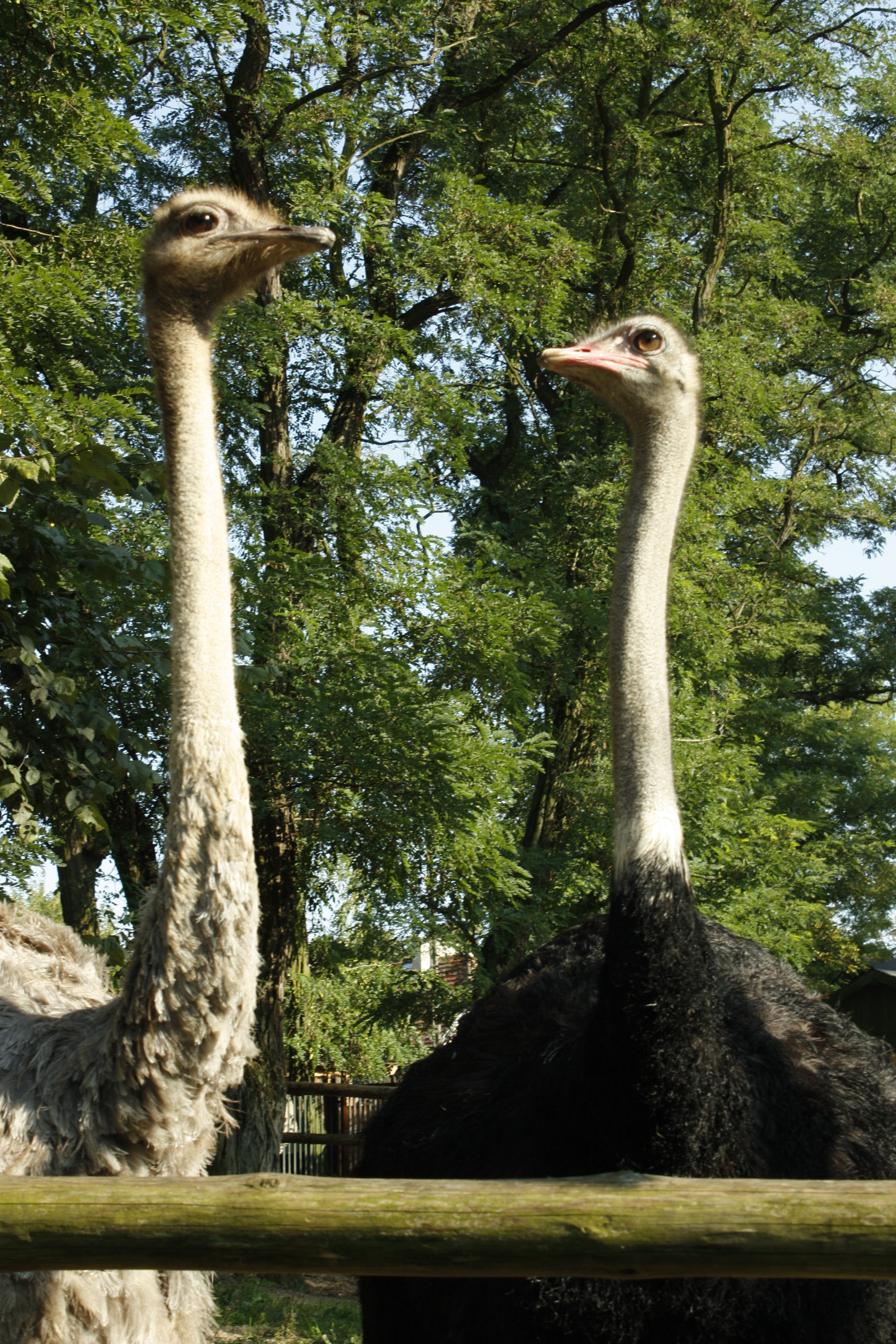 animals in the wild, zoological garden, outdoors, 4K, no people, animal neck, animals, nature, one animal, head, vertebrate, animal themes, bird, animal wildlife, Phone HD Wallpaper