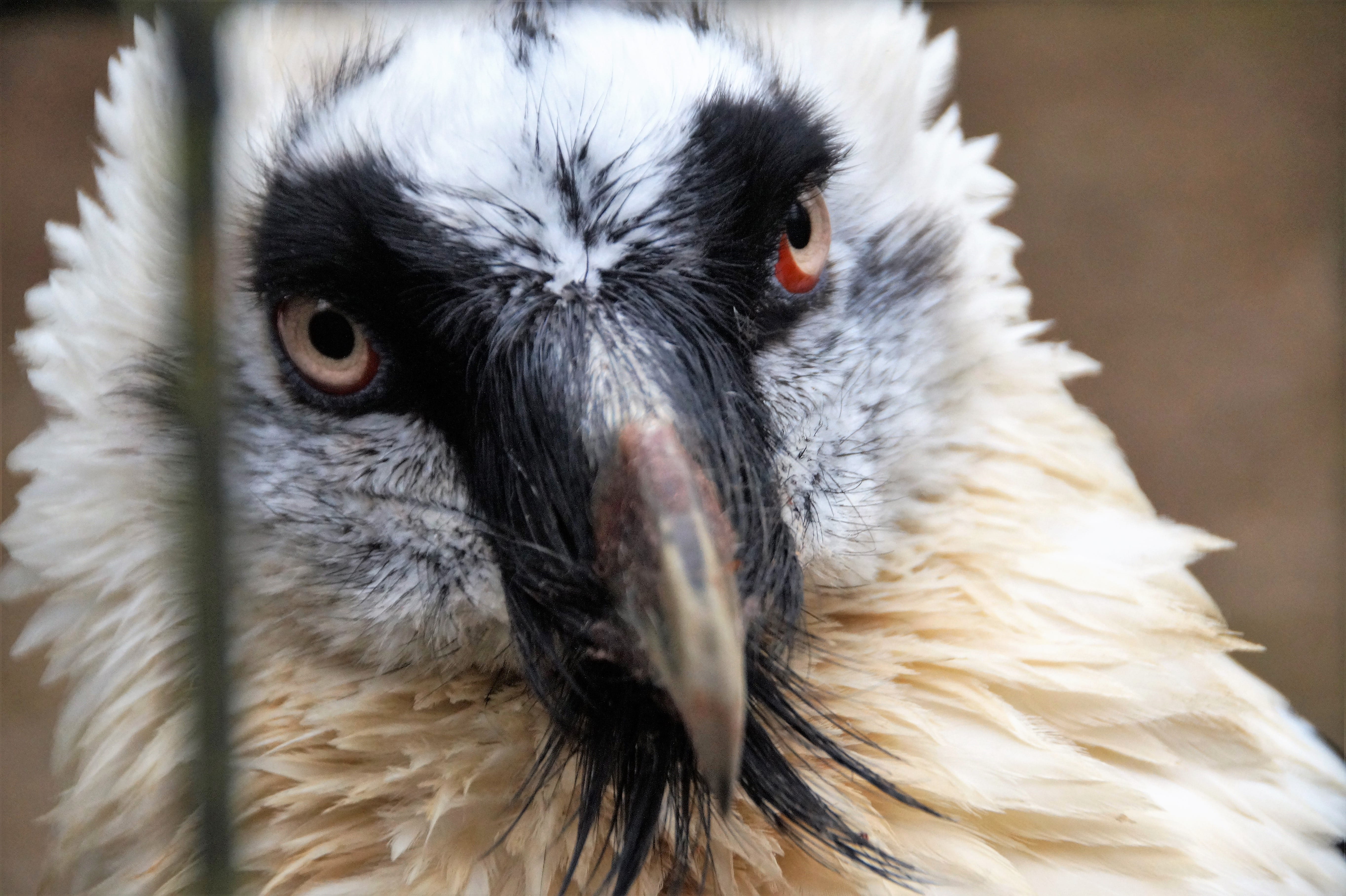 animal head, eagle, close-up, the zoological garden, vertebrate, predator, no people, zoo, animals in the wild, bird, view, head, focus on foreground, day, HD Wallpaper