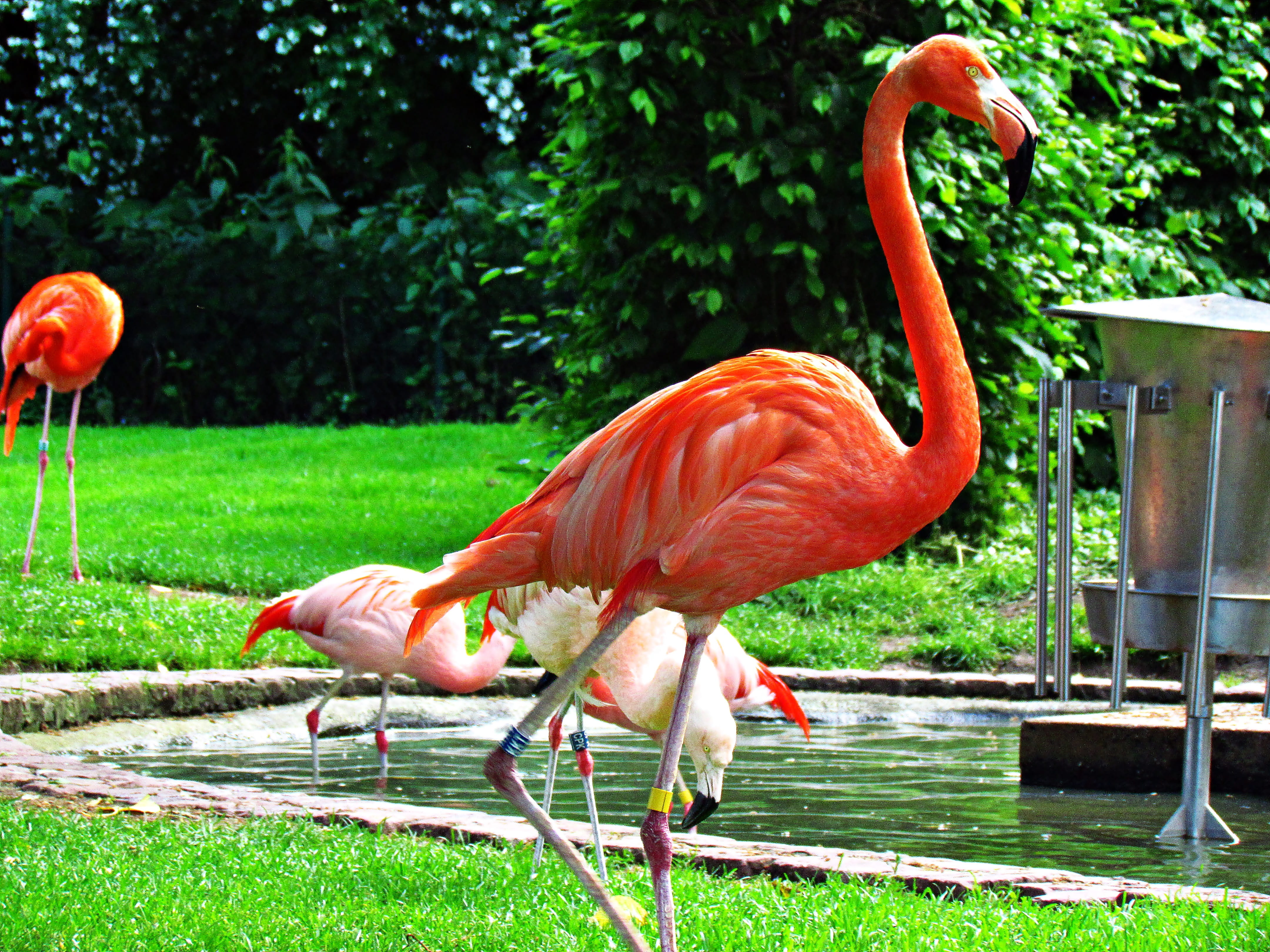 nature, full length, animal, animals in captivity, animal neck, plant, no people, flamingo, green color, zoo, outdoors, orange color, grass, 4K, animal wildlife, HD Wallpaper