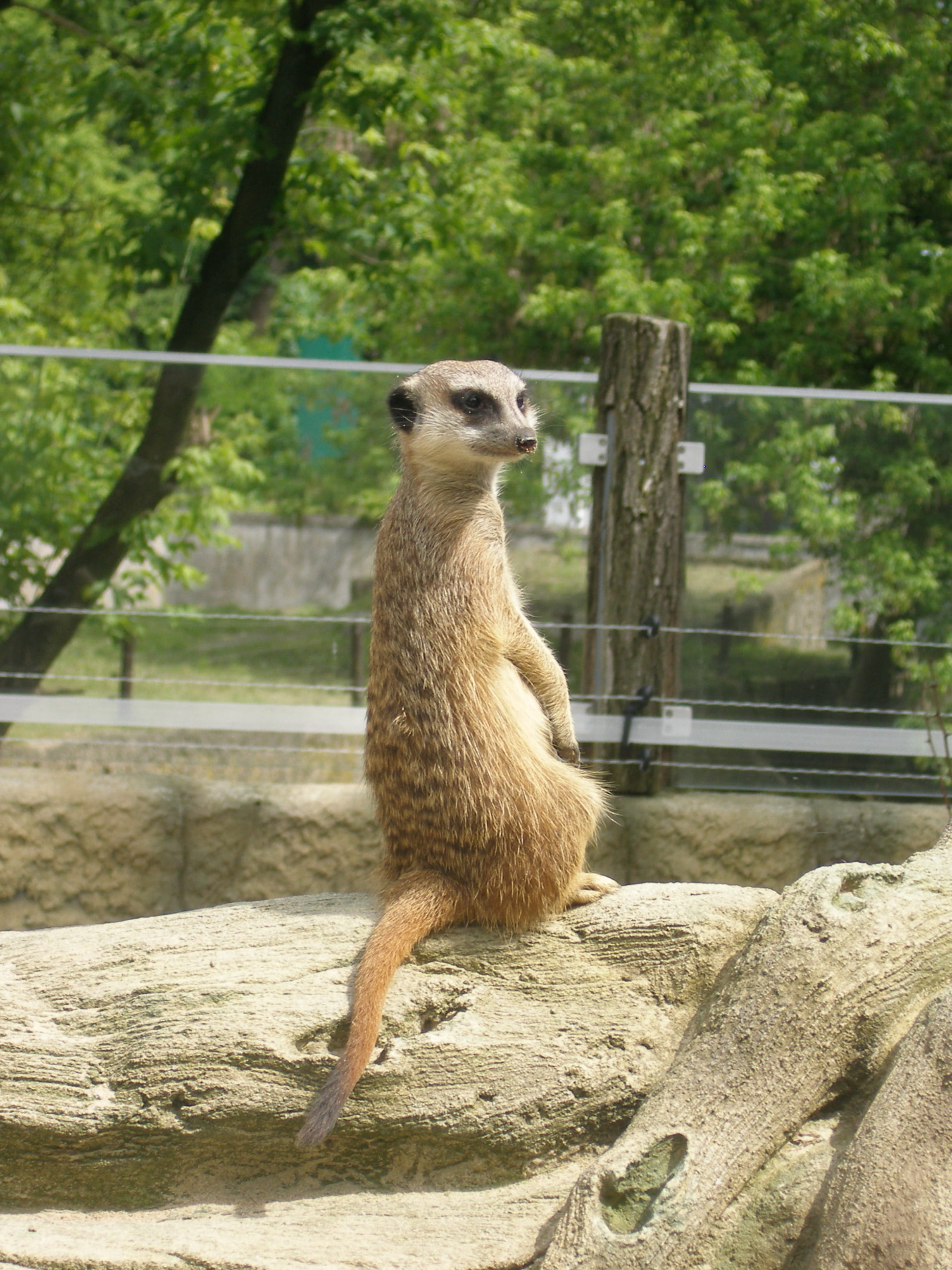 animals in captivity, animals in the wild, tree, animal wildlife, rock - object, day, solid, plant, rock, animal themes, vertebrate, focus on foreground, Phone HD Wallpaper
