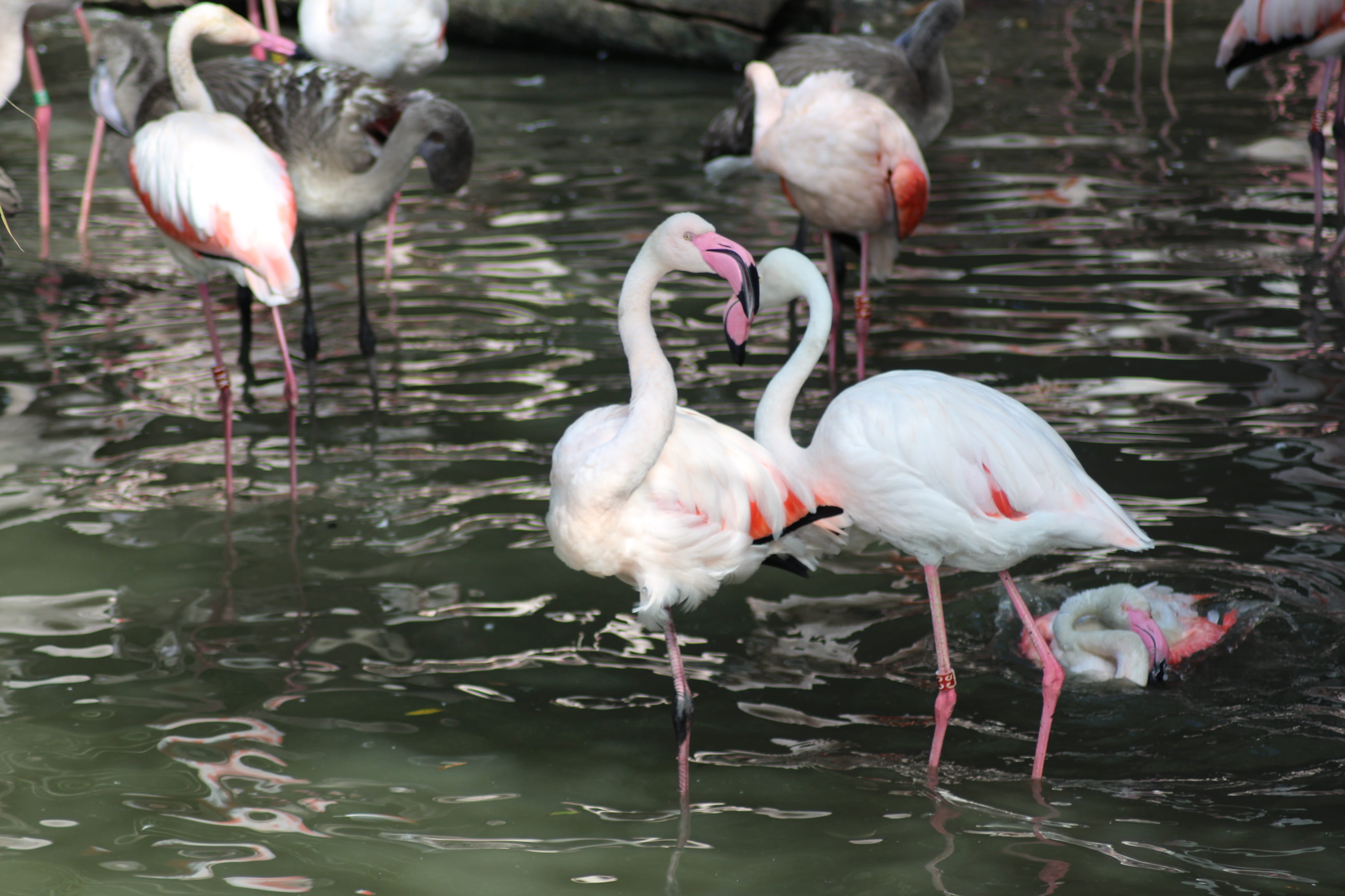 zoo, outdoors, zoo enclosure, no people, animals, mammal, vertebrate, pink color, waterfront, animal neck, beauty in nature, vltavou, nature, water, bird, HD Wallpaper