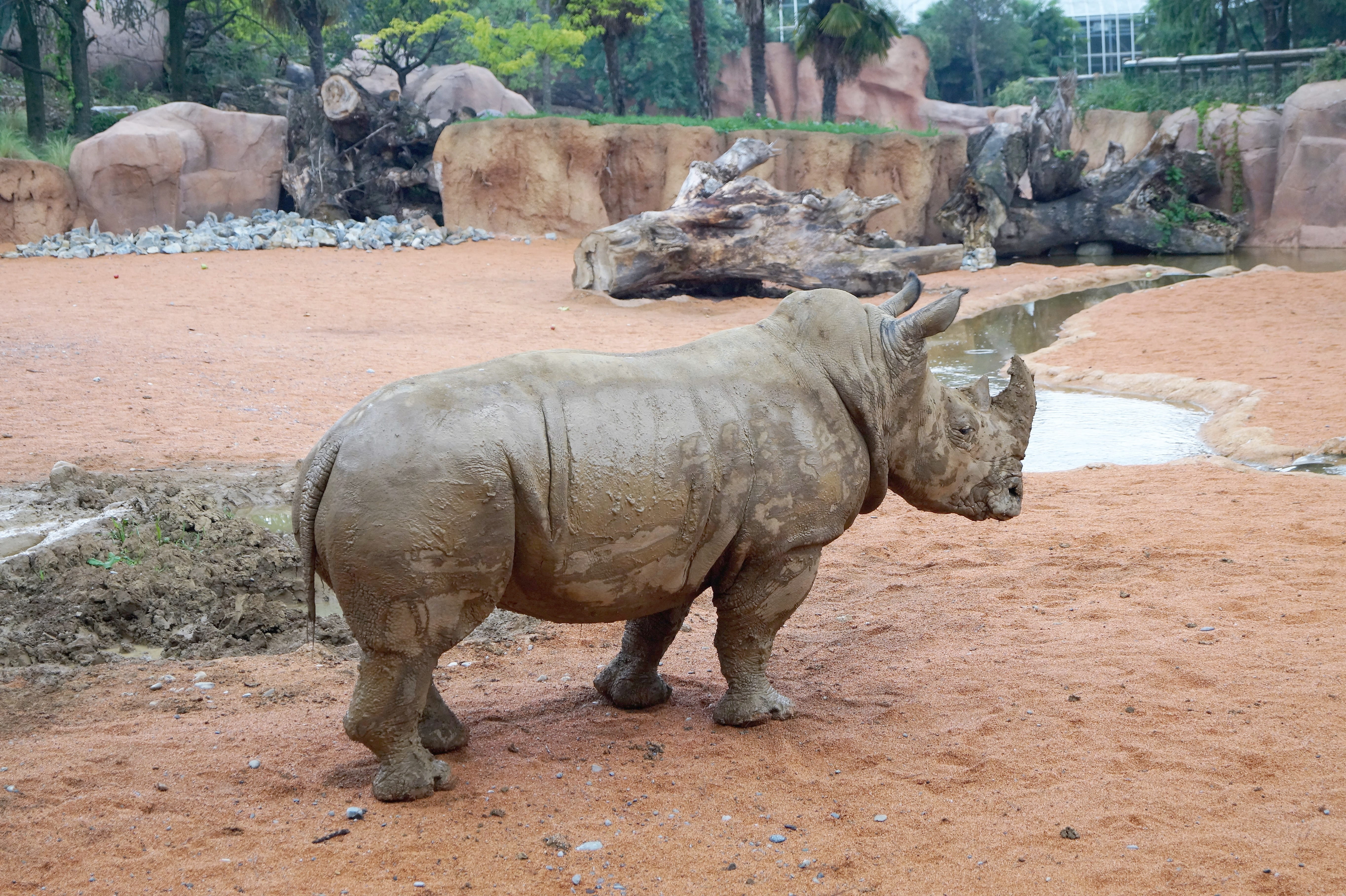 safari, animal family, natural park, savannah, rock - object, day, zoological gardens, animal, animal wildlife, land, Animal World, no people, south africa, HD Wallpaper