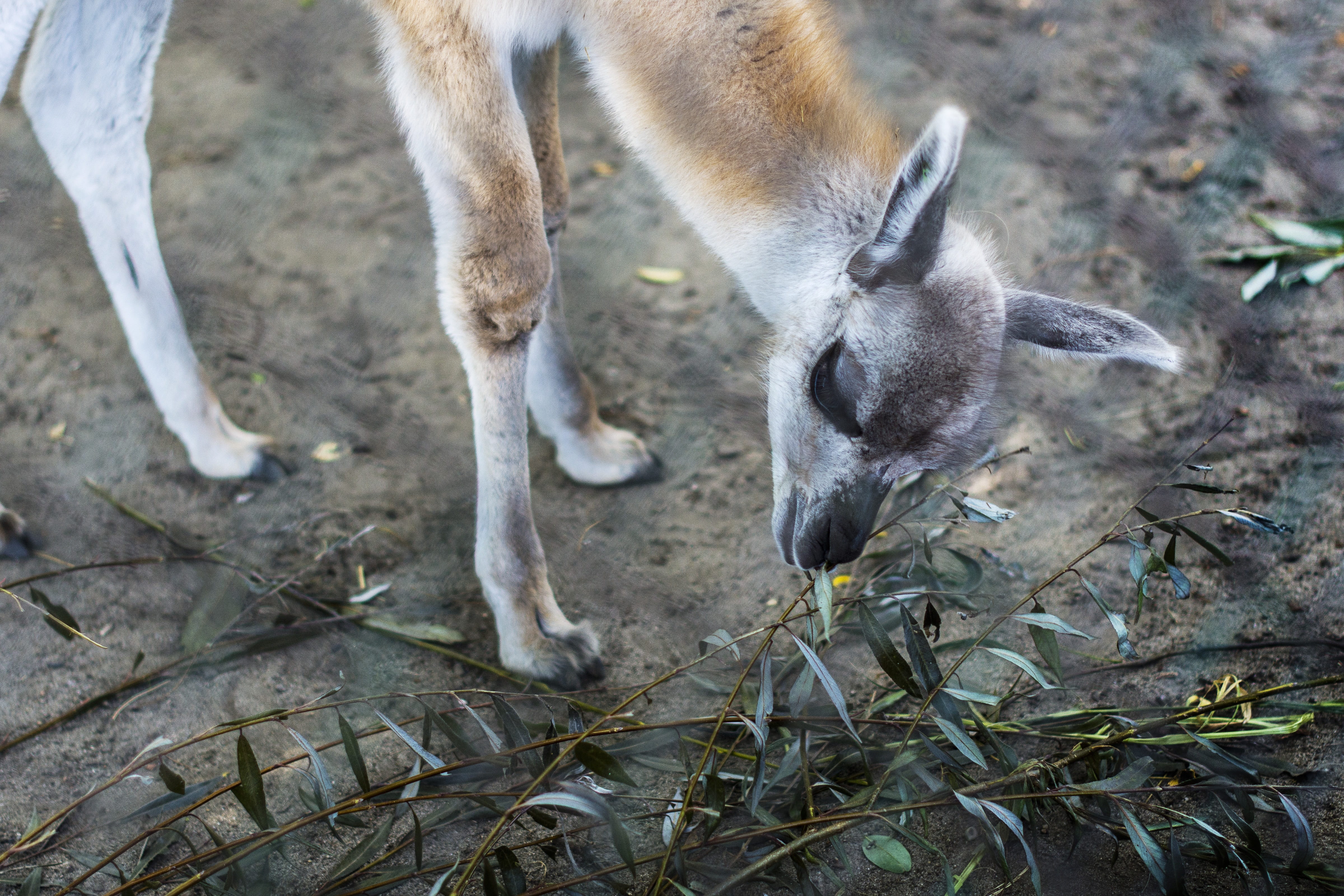 pen, nature, animals in the wild, high angle view, animal body part, animal themes, vertebrate, one animal, no people, 4K, kangaroo, meal, close-up, mammal, HD Wallpaper