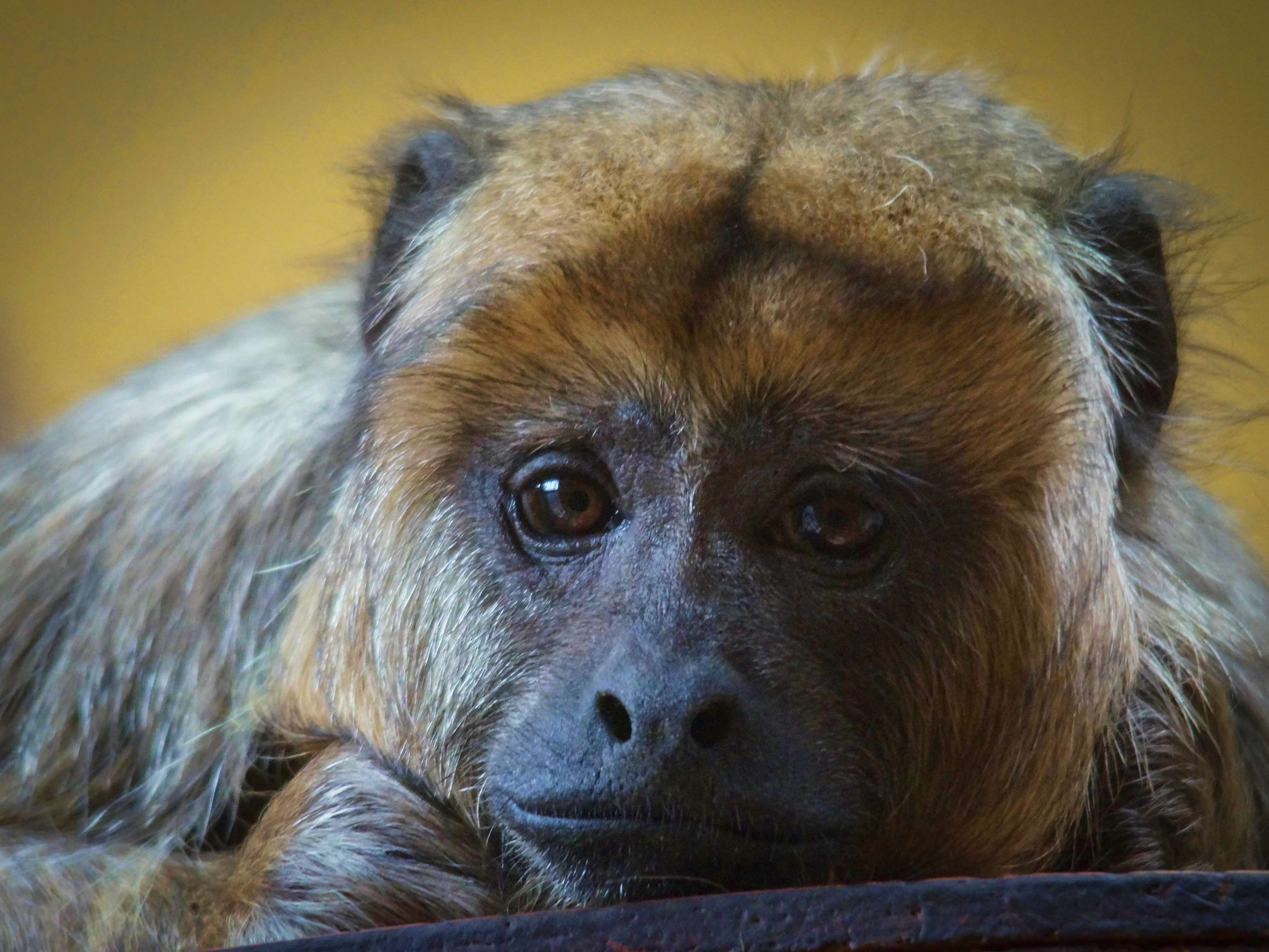 animal themes, animal, dog, zoo, bondage, mammal, depressed, monkey, sadness, cage, looking, relaxation, one animal, zoological garden, animal eye, vertebrate, HD Wallpaper