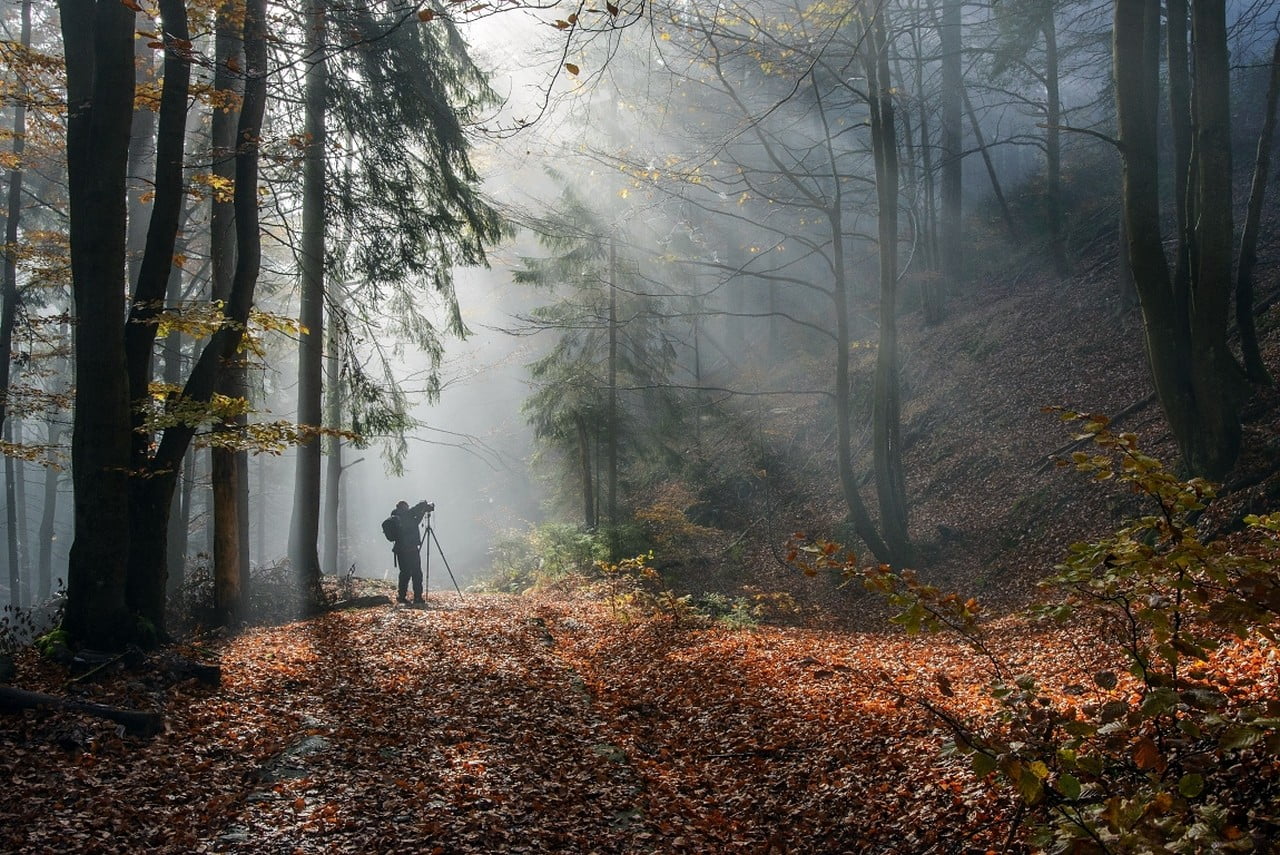 sunbeams, photographer, real people, trees, change, trunk, tranquil scene, autumn, daytime, leaves, mist, tree, tranquility, non-urban scene, fall, woodland, HD Wallpaper