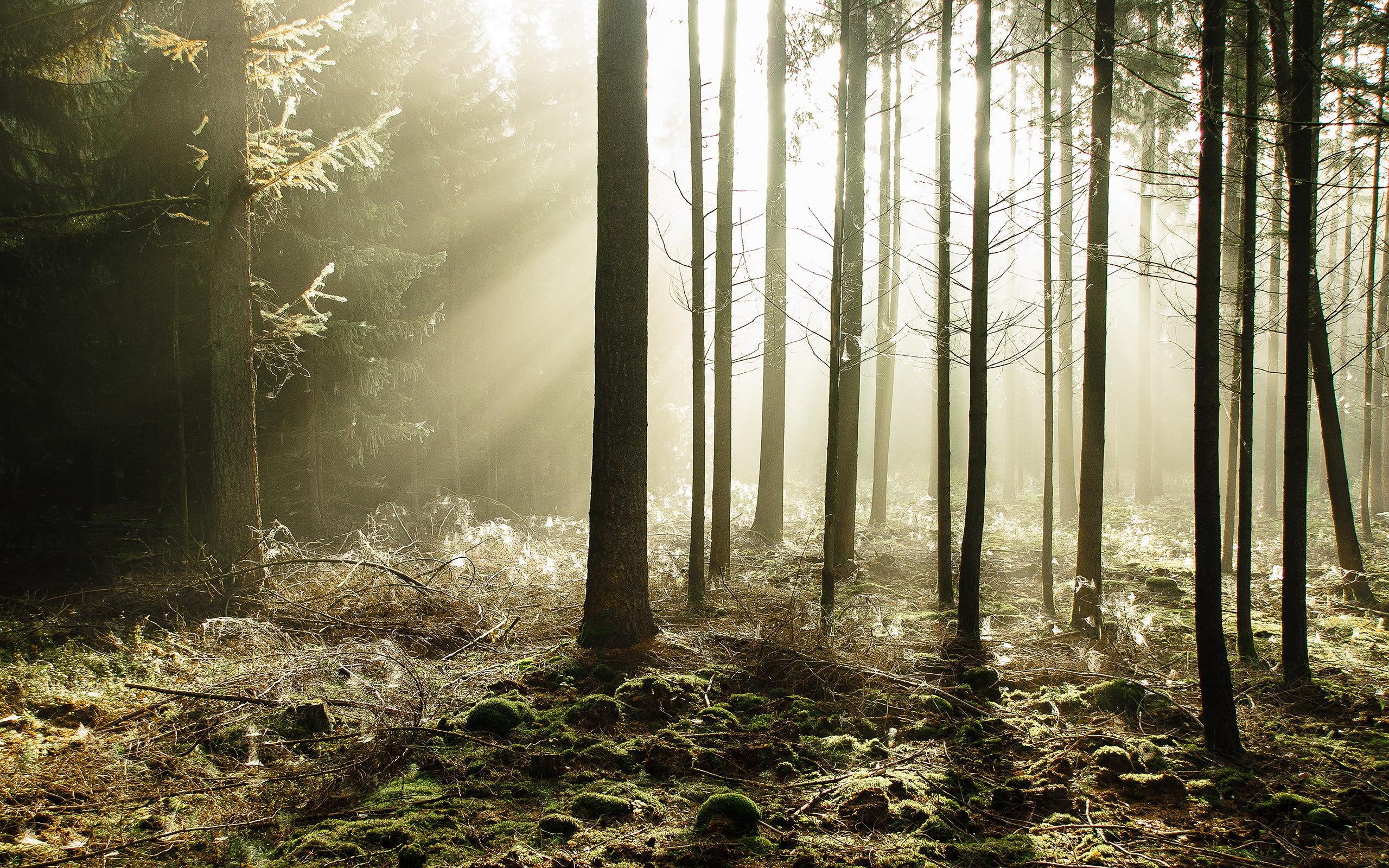2K, nature, sunbeams, forest, HD Wallpaper