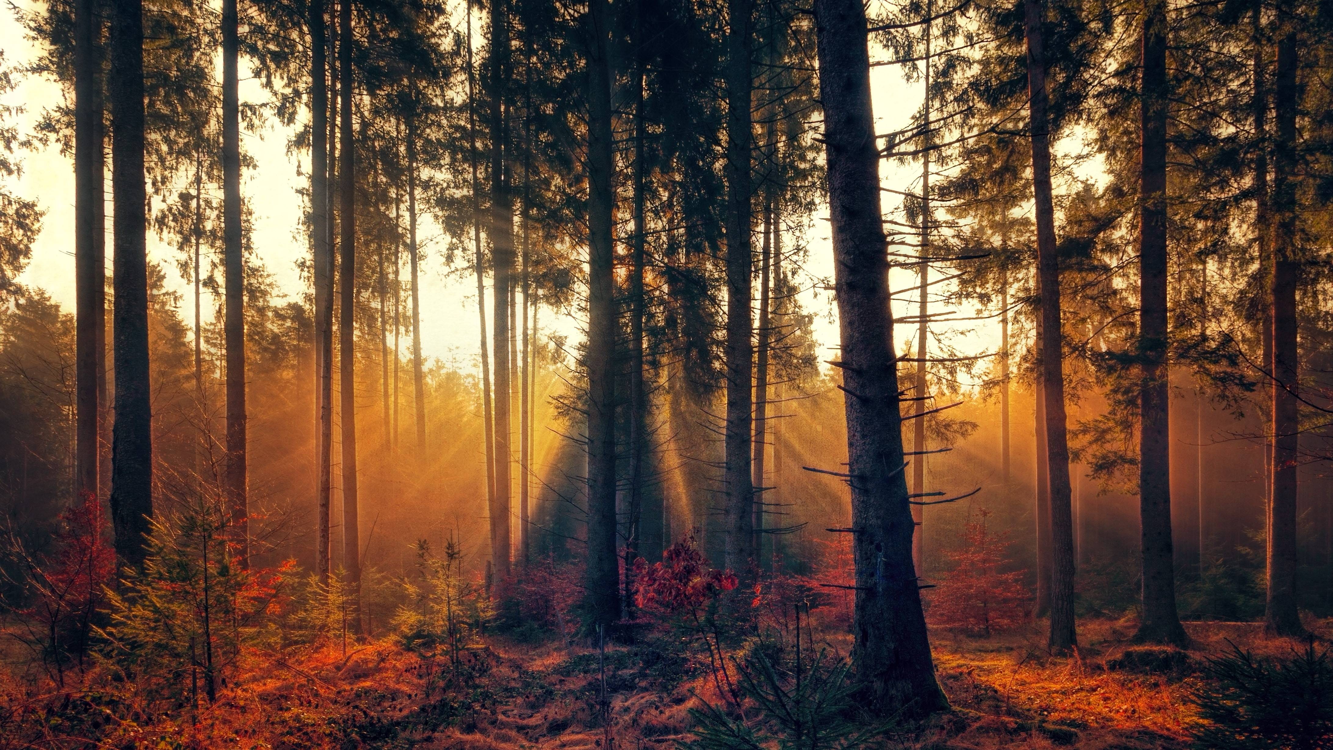 autumn, 4K, sunbeam, sunlight, trees, bright, forest, fog, HD Wallpaper