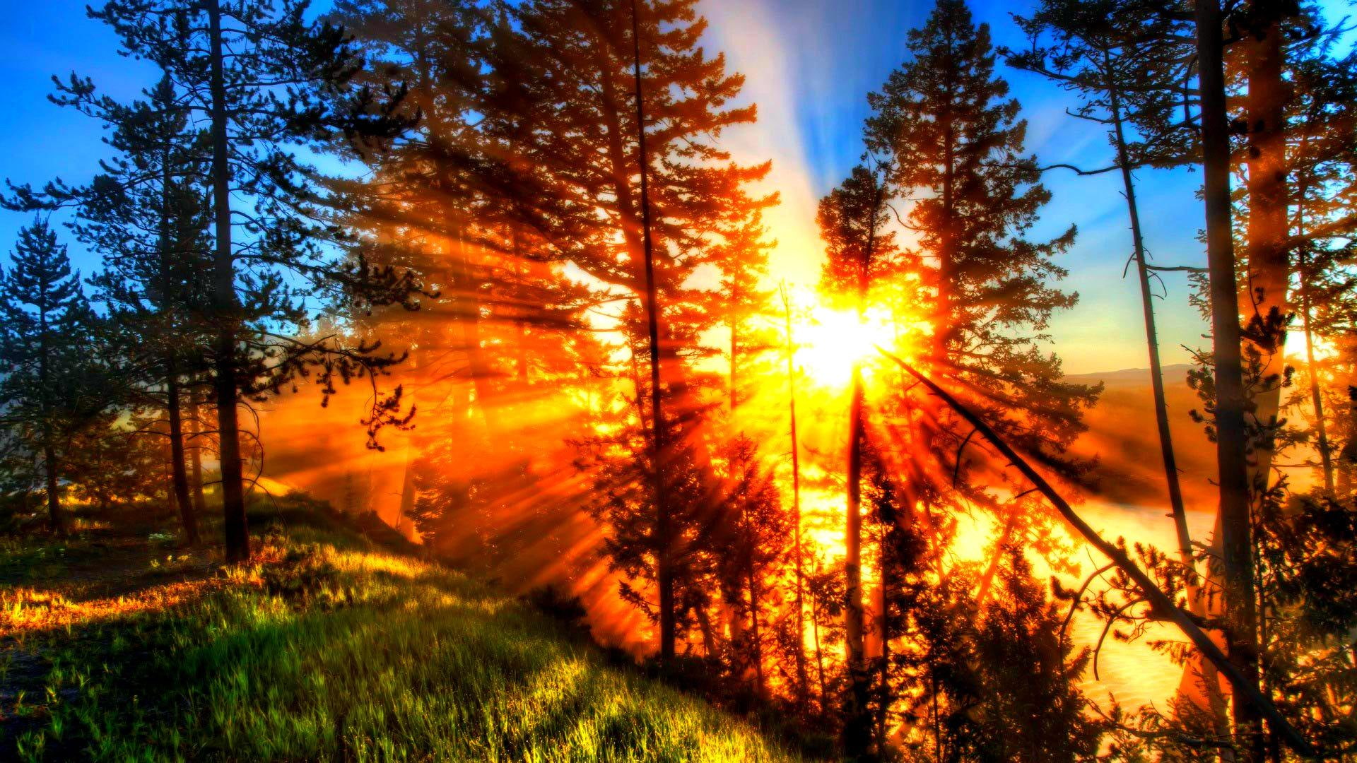 fiery, shado, grass, sunset, sunbeams, blue, green, beautiful, trees, nature, mist, 1080P, forest, HD Wallpaper