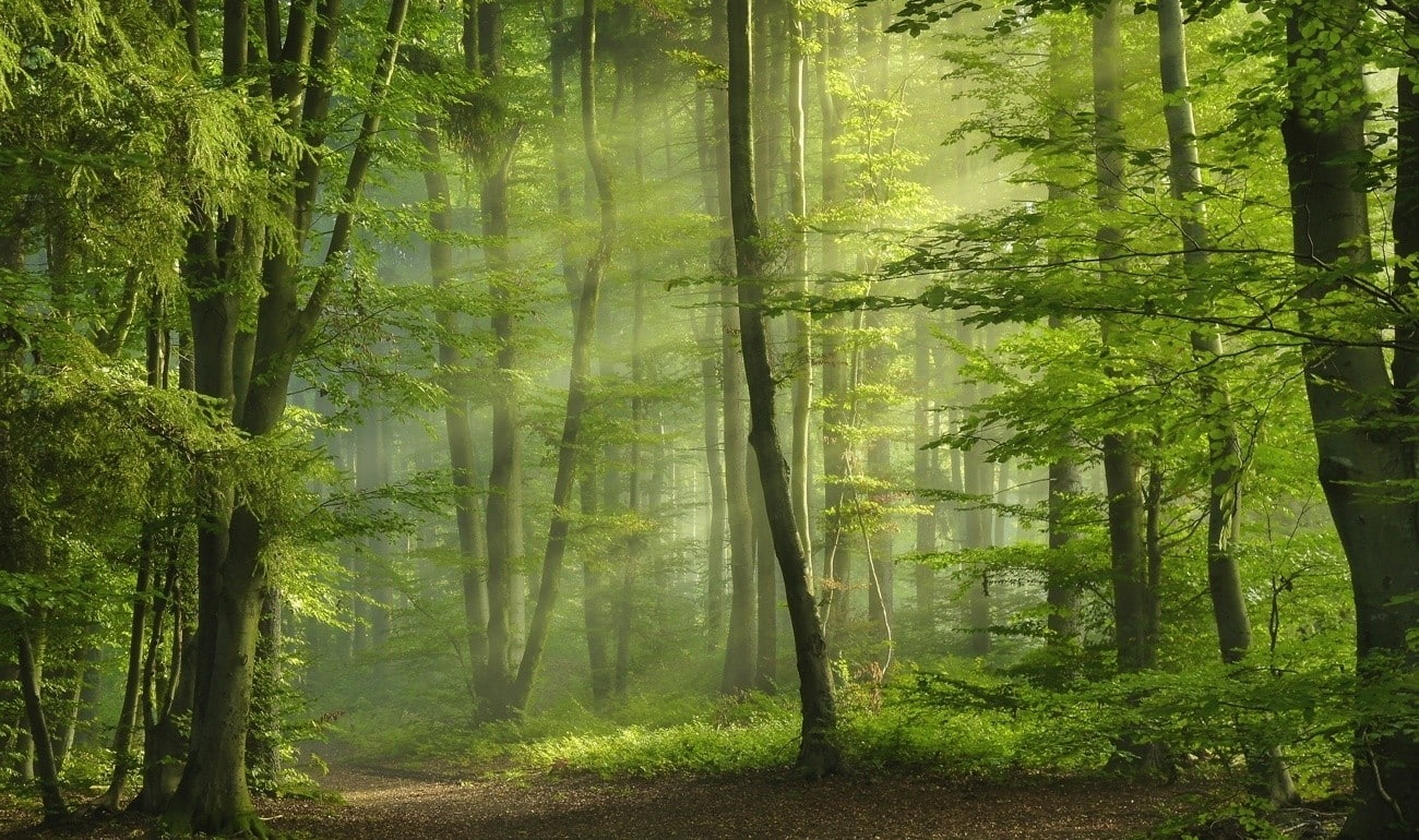 forest, path, landscape, nature, 720P, sun rays, morning, green, sunbeams, spring, trees, HD Wallpaper