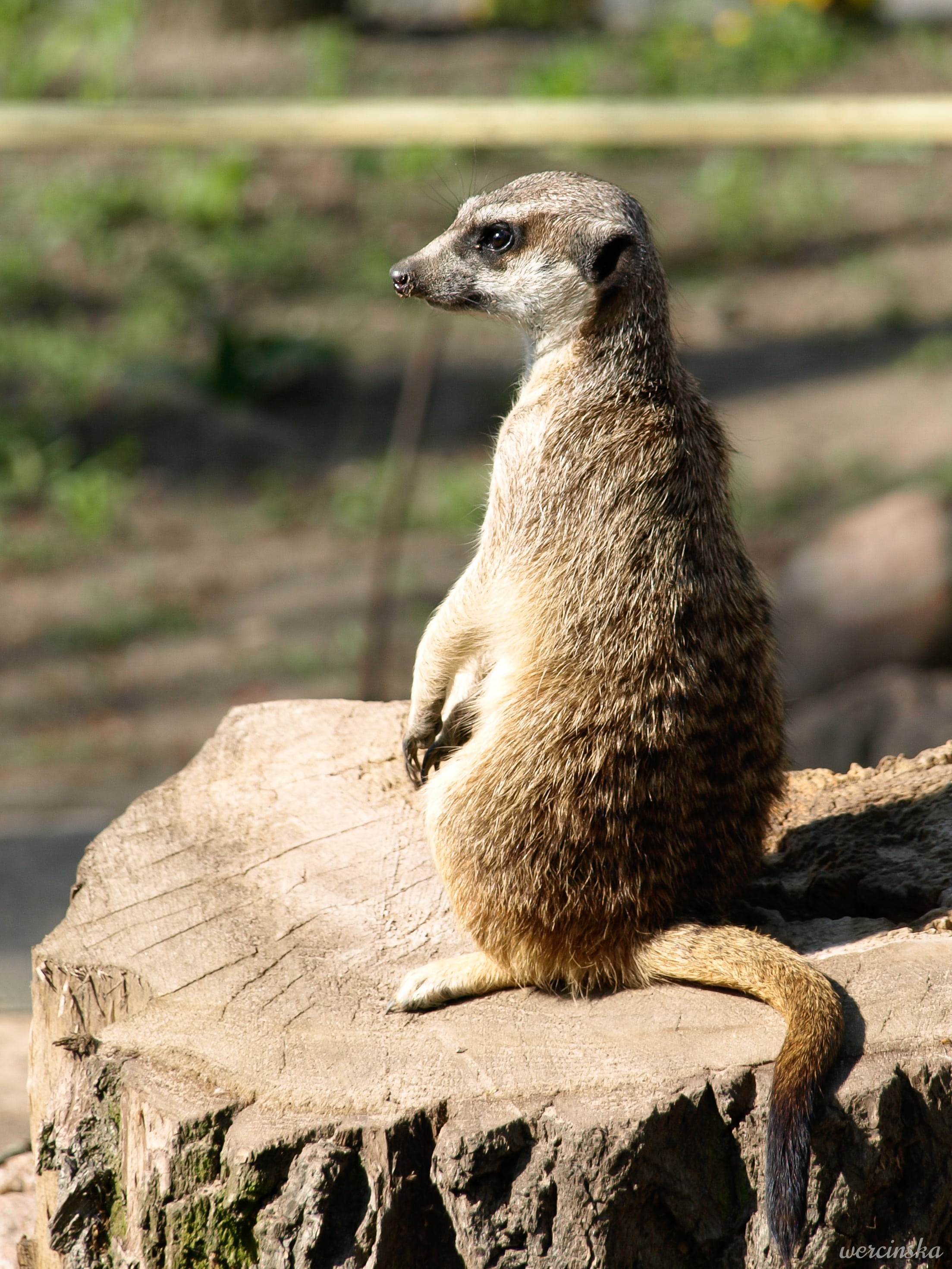 zoo, no people, meerkat, one animal, animal themes, looking, tree, solid, vertebrate, wood - material, nature, young animal, wood, sitting, standing, day, Phone HD Wallpaper