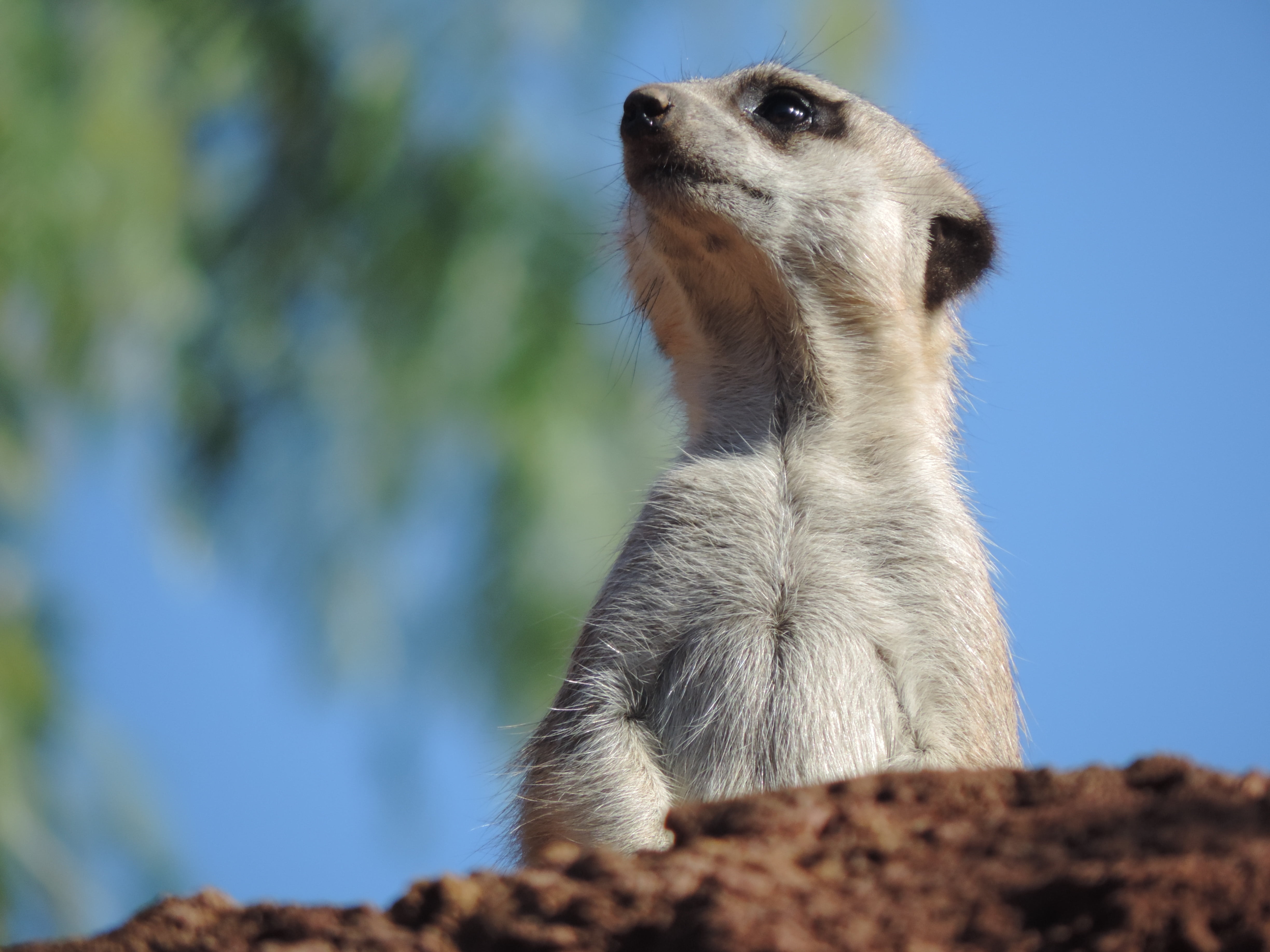one animal, animal wildlife, looking, rock - object, surykatka, 4K, day, close-up, focus on foreground, nature, animal themes, looking away, animal, mammal, HD Wallpaper