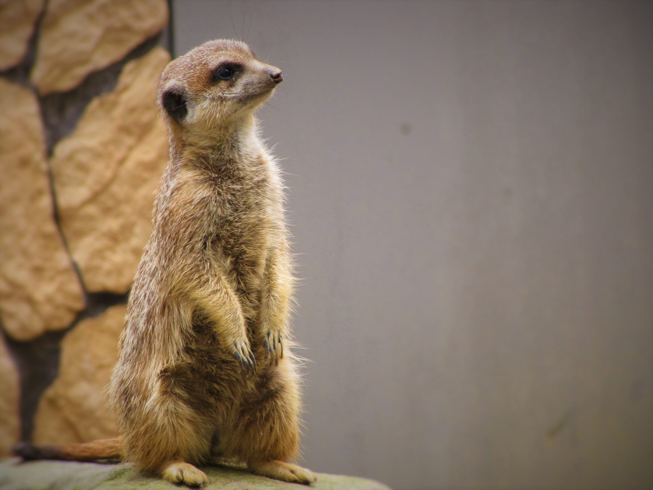 standing, vertebrate, sitting, day, nature, no people, young animal, zoo, fauna, animals in the wild, wild animal, mammal, one animal, looking, surykatka, HD Wallpaper