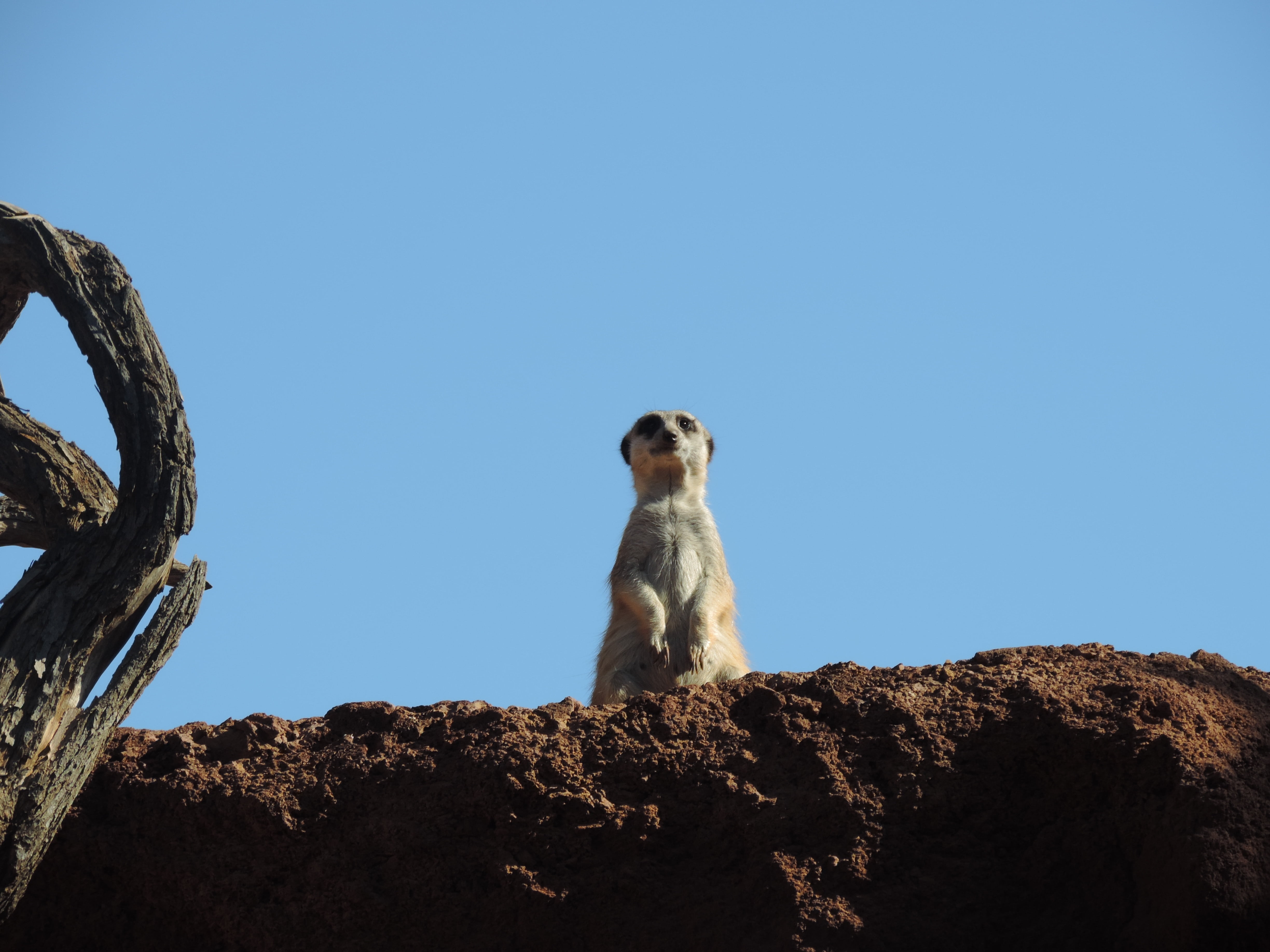 surykatka, nature, animal themes, looking, rock - object, mammal, copy space, dog, one animal, sitting, animal, sky, outdoors, zoo, clear sky, 4K, blue, HD Wallpaper