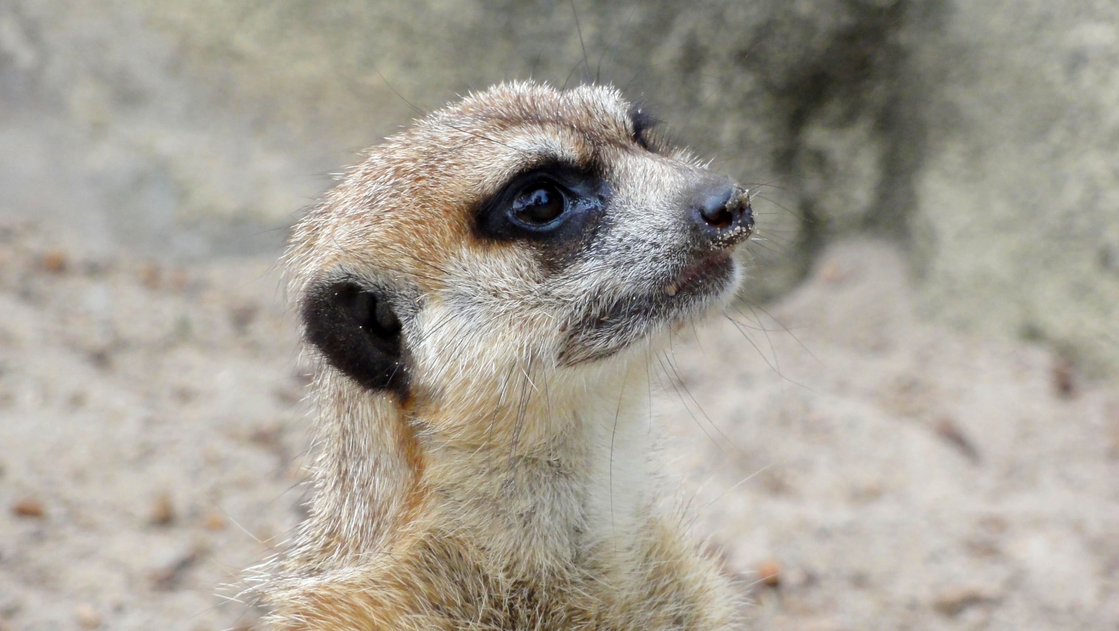day, mammal, cute, looking, vertebrate, africa, animal wildlife, animal eye, animals in the wild, small, snout, animal themes, surykatka, animal, close-up, HD Wallpaper