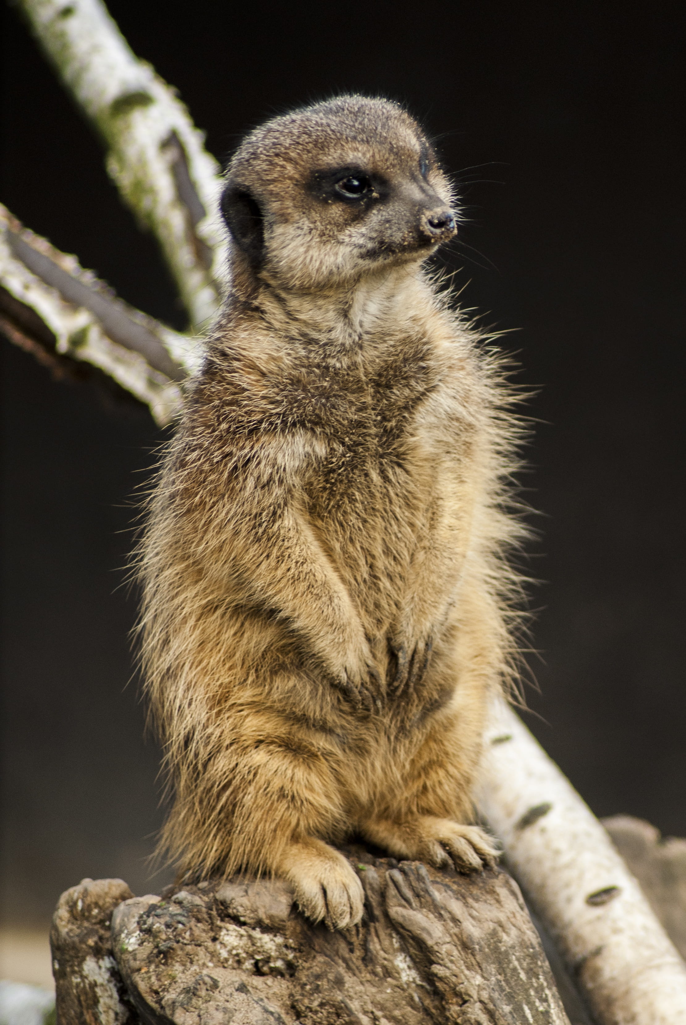 birch, nature, animals, one, spacer, close-up, outdoors, at the court of, mammal, no people, one animal, sitting, zoo, fur, 2K, animal themes, focus on foreground, Phone HD Wallpaper