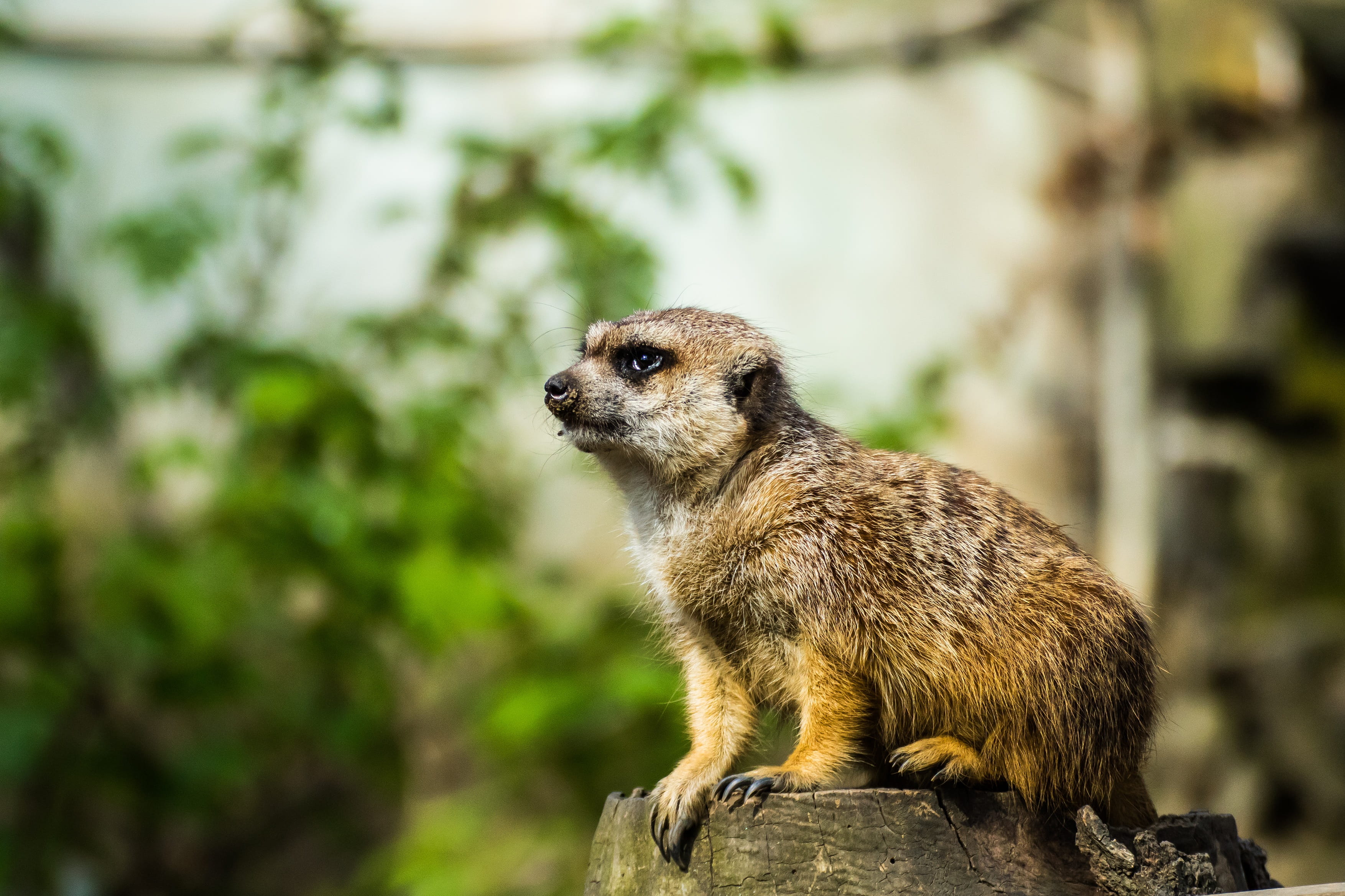 looking, 2K, looking away, brown, domestic, no people, zoo, animal themes, surykatka, nature, mammal, one animal, outdoors, small, animals in the wild, HD Wallpaper