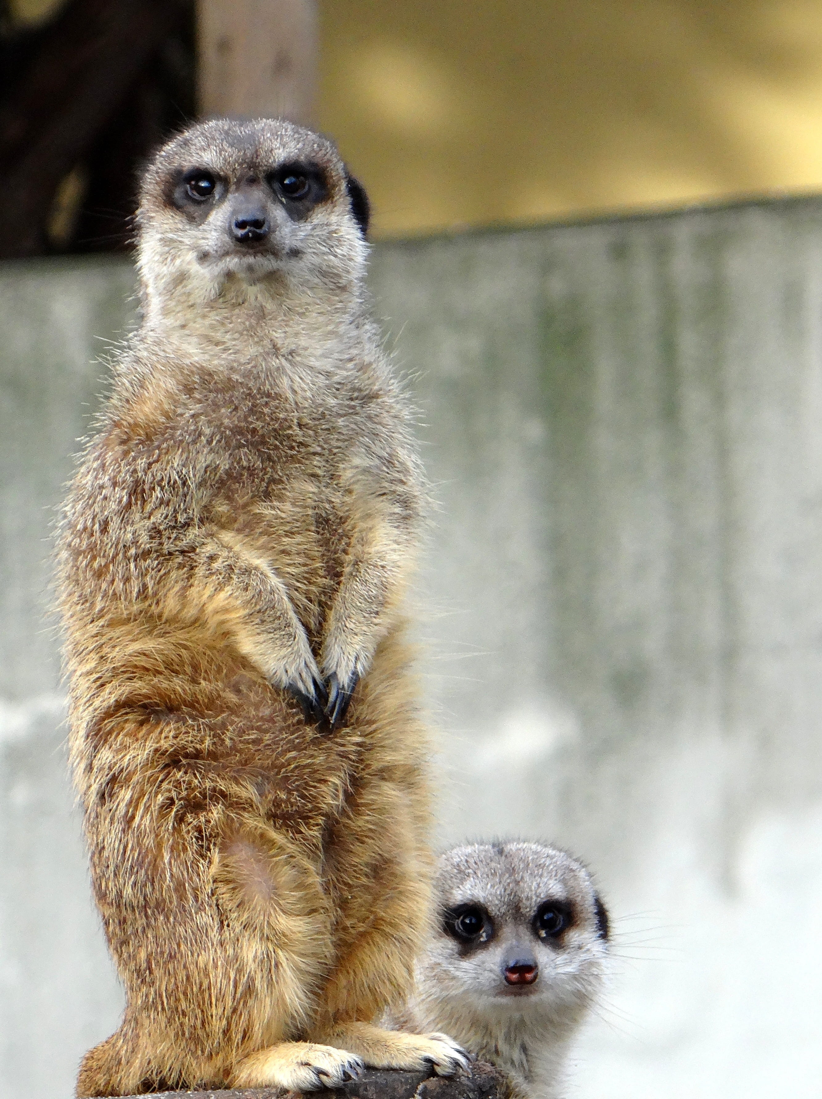 surykatka, animal wildlife, animals, portrait, zoo, looks, nature, one animal, meerkat, day, fire, mammal, 2K, zoological garden, looking at camera, outdoors, Phone HD Wallpaper
