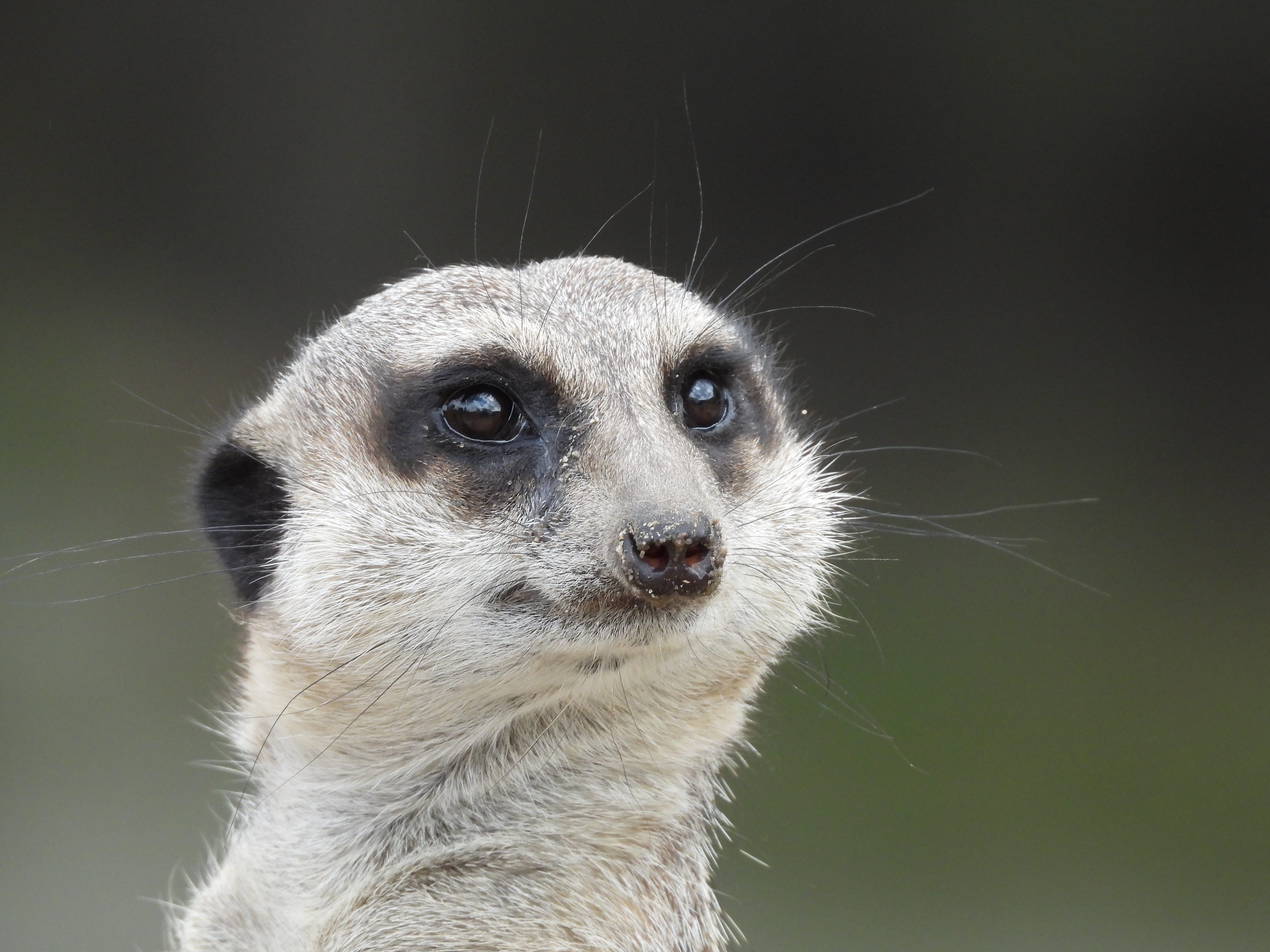 mammal, animal head, sweet, animals in the wild, looking, animals, close-up, day, meercat, meerkat, surykatka, animal themes, looking away, vertebrate, HD Wallpaper