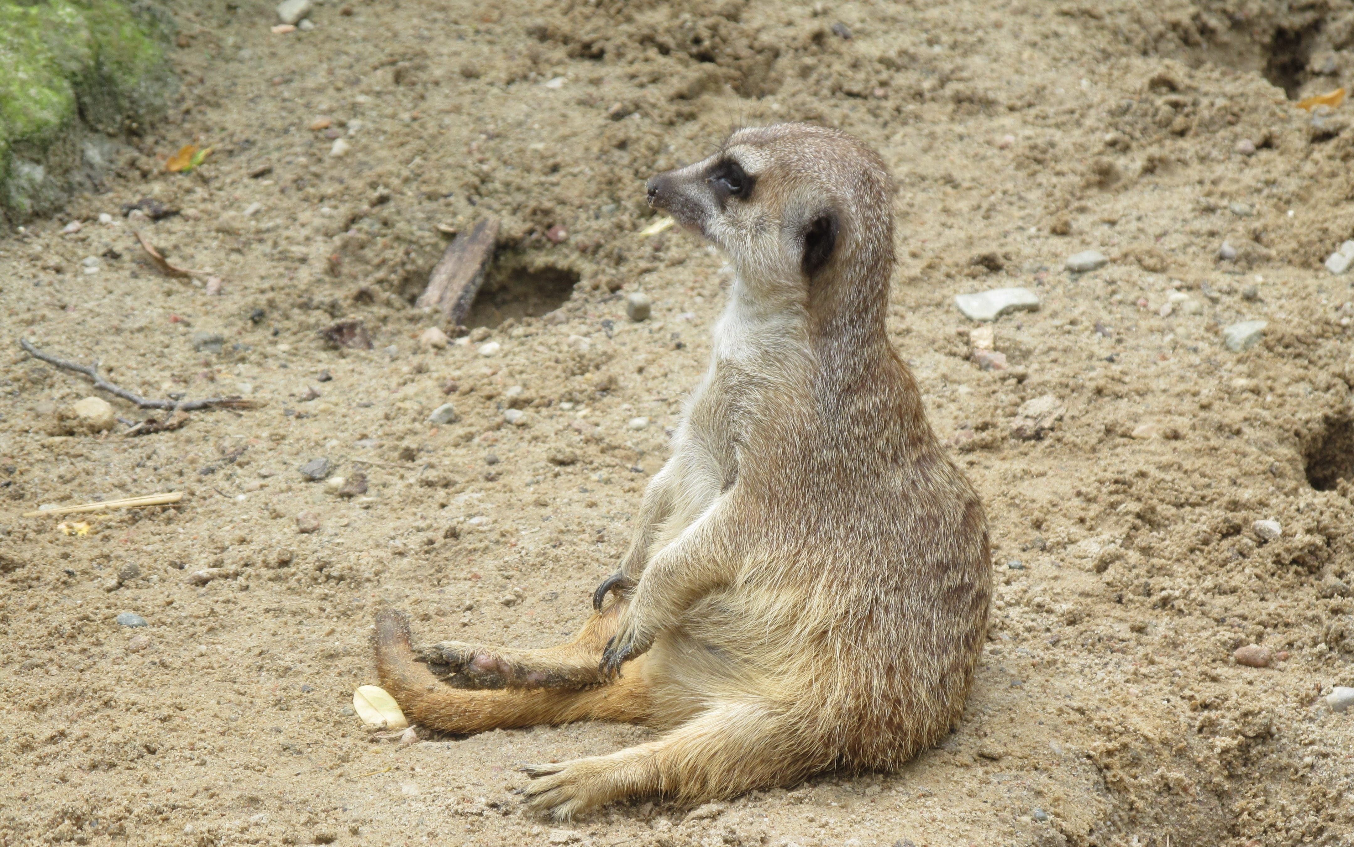 day, meerkat, outdoors, baboon, animal head, one animal, no people, vertebrate, animal wildlife, nature, animal themes, animals in the wild, looking, sitting, HD Wallpaper