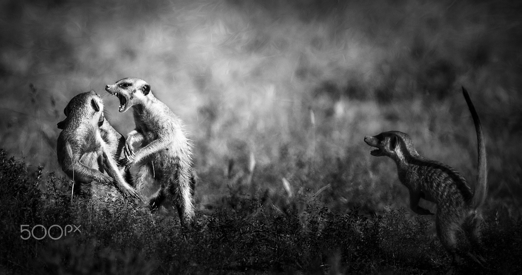 day, fighting, monochrome, outdoors, bird, field, 500px, side view, aggression, vertebrate, animals in the wild, plant, no people, focus on foreground, HD Wallpaper