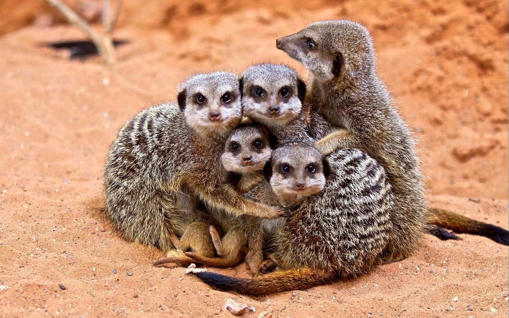 animals, 720P, baby animals, sand, meerkats, HD Wallpaper