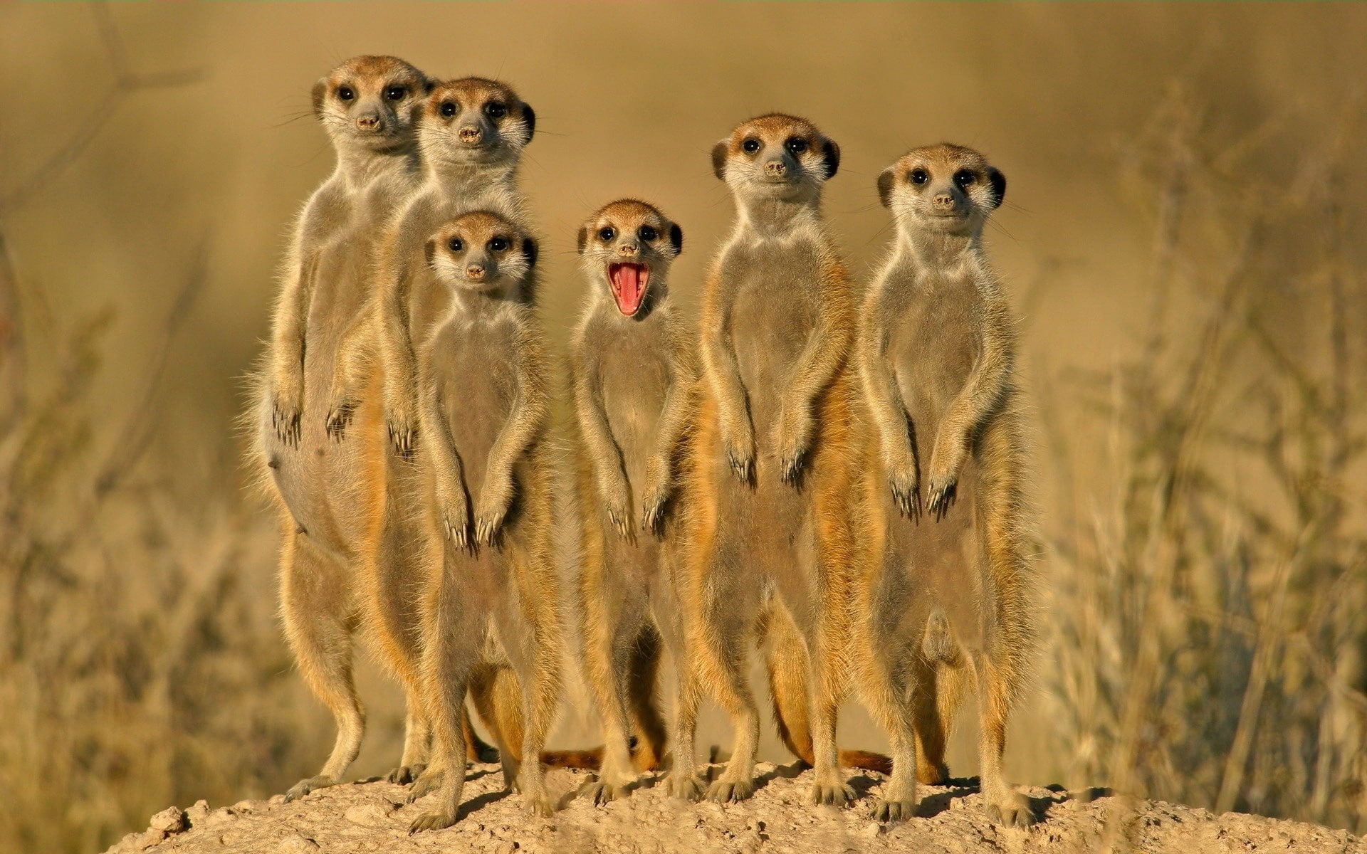Meerkat, Close-Up, 1080P, Animal, Funny, HD Wallpaper
