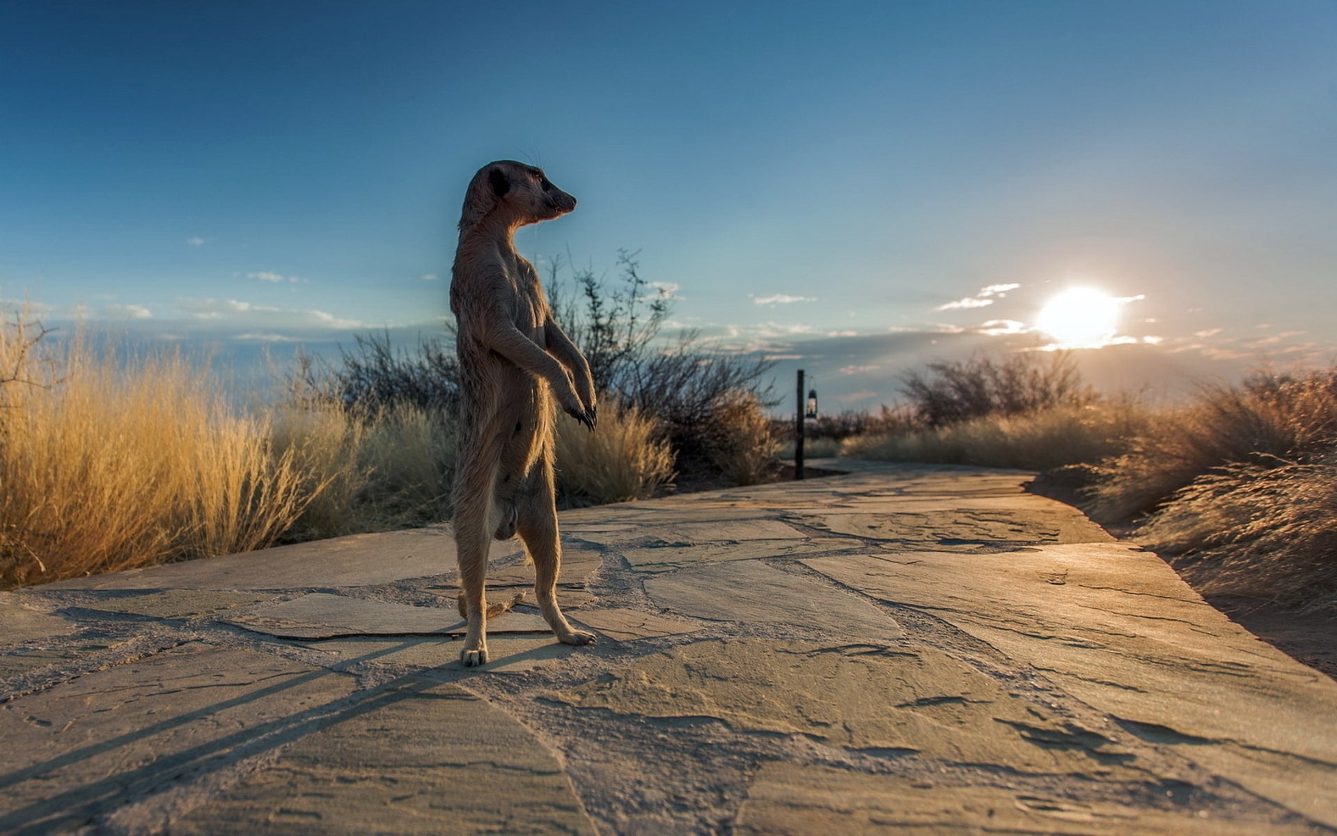 standing, pets, domestic animals, dog, rodent, desert, meerkats, beauty In Nature, sunlight, land, animal, snow, sky, brown, one animal, landscape, sunset, HD Wallpaper