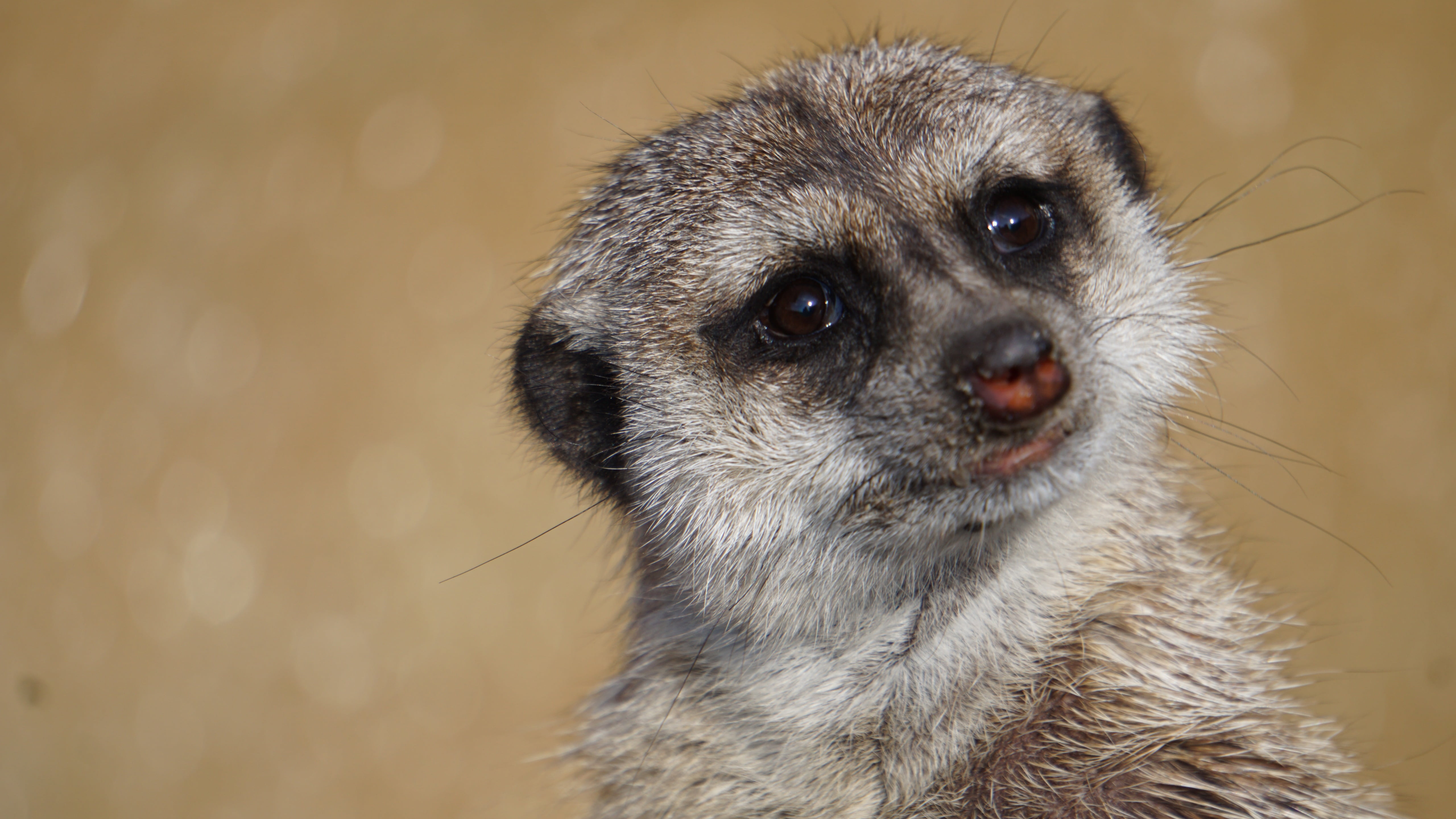 5K, Meerkat, Animal, HD Wallpaper