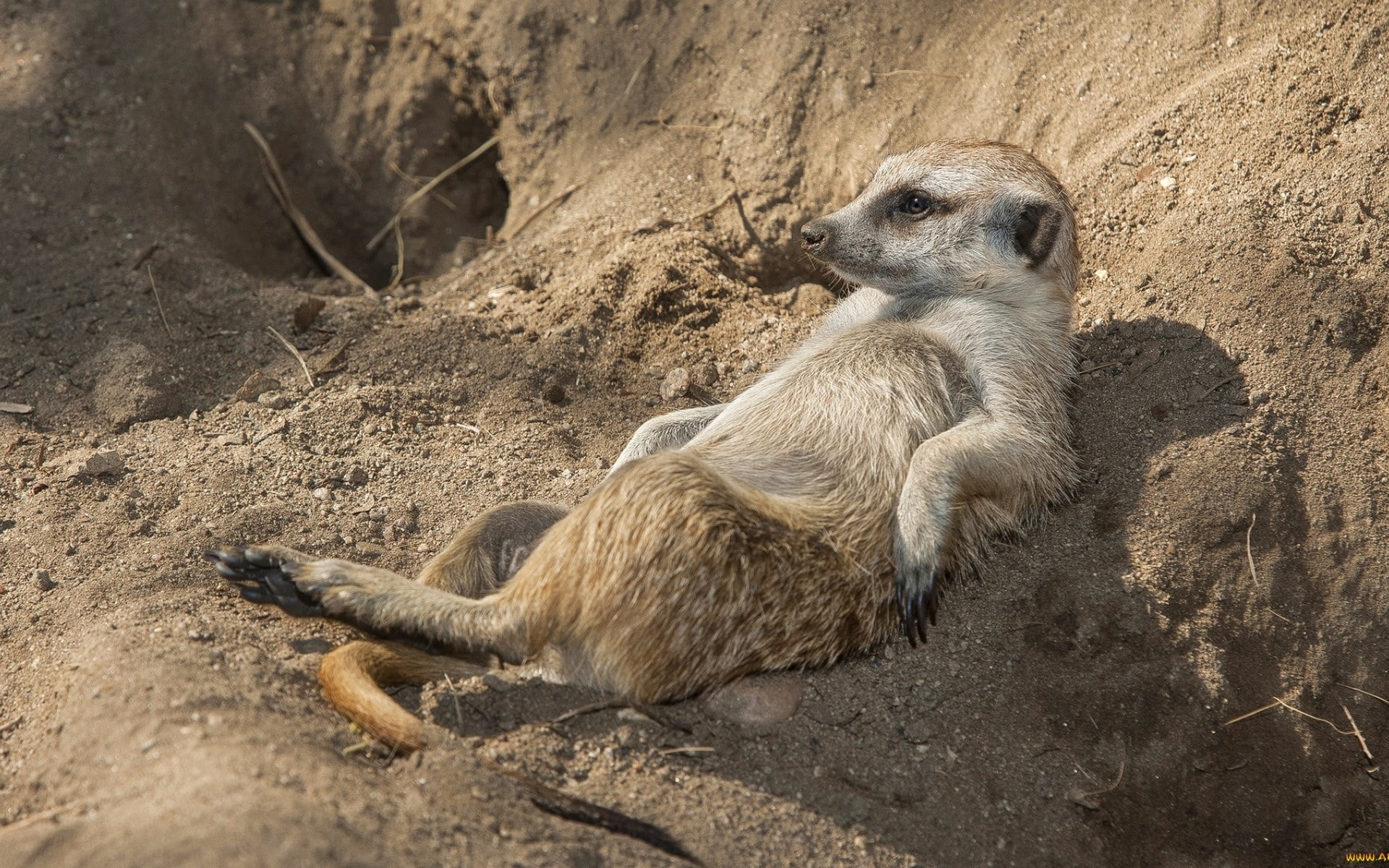 meerkat, 1080P, HD Wallpaper
