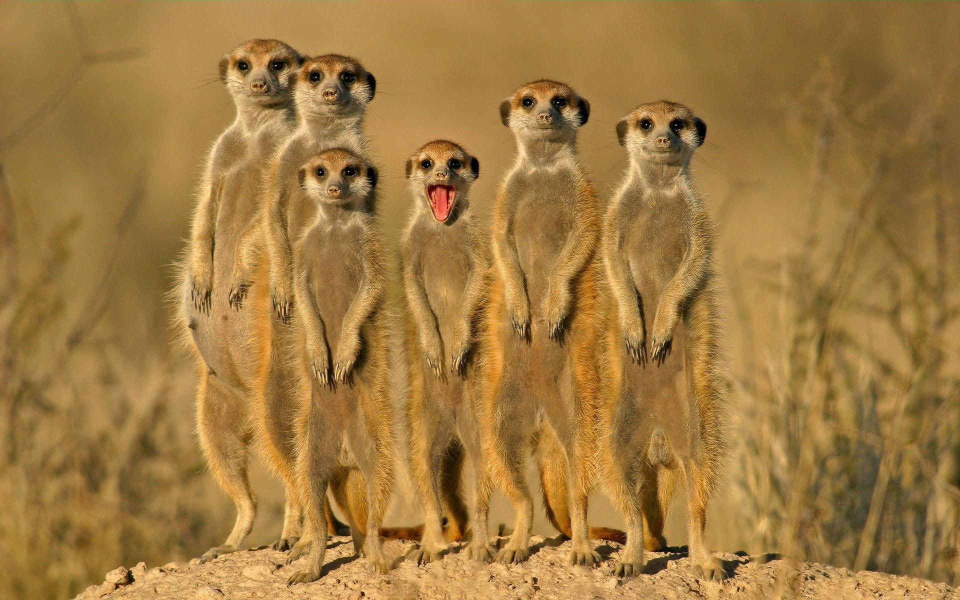 win, 1080P, meerkats, friends, desert, smile, animals, HD Wallpaper