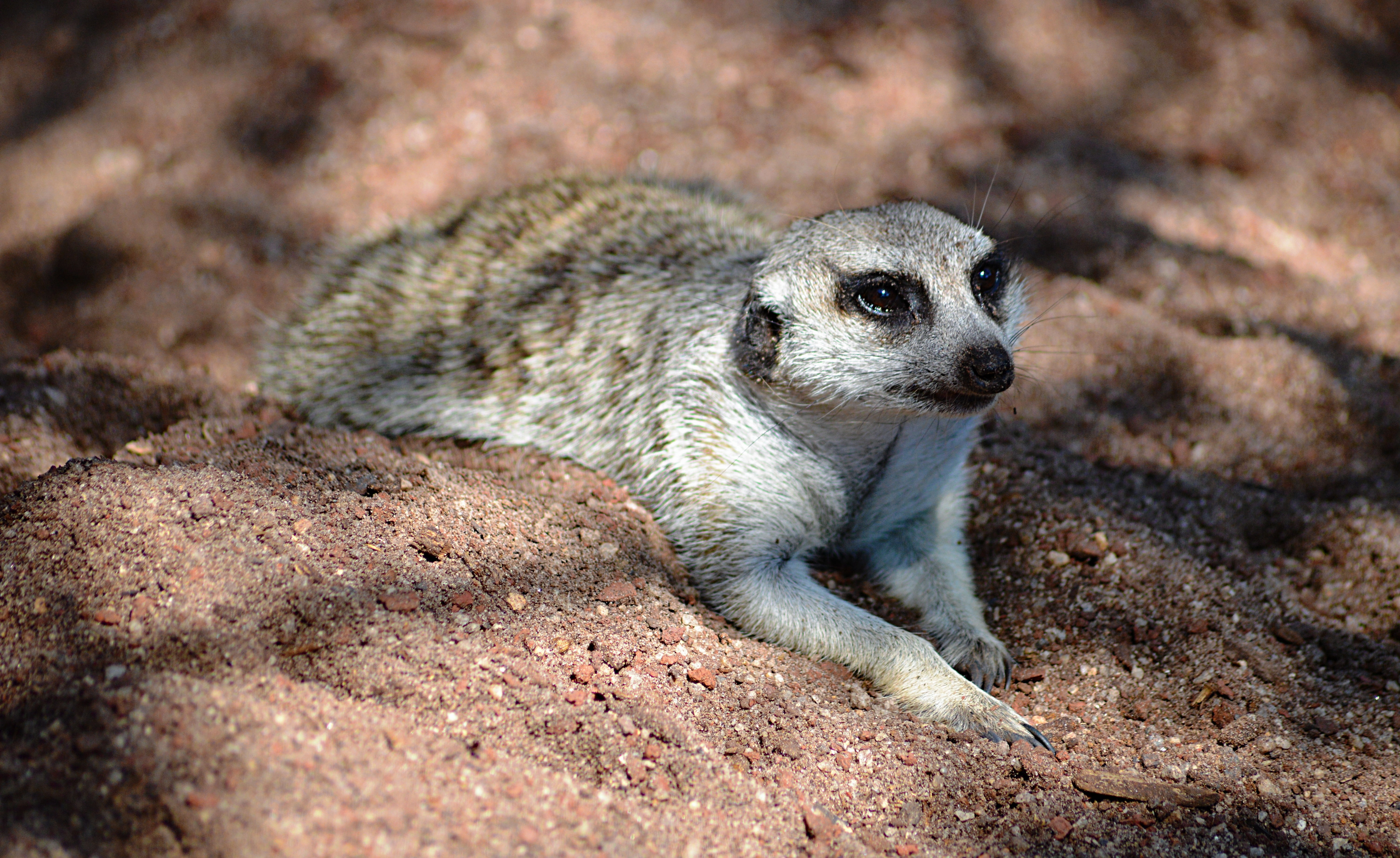 land, animals in the wild, animal wildlife, meerkat, outdoors, fur, no people, one animal, portrait, animal eye, vertebrate, rock, nature, cute, body part, HD Wallpaper
