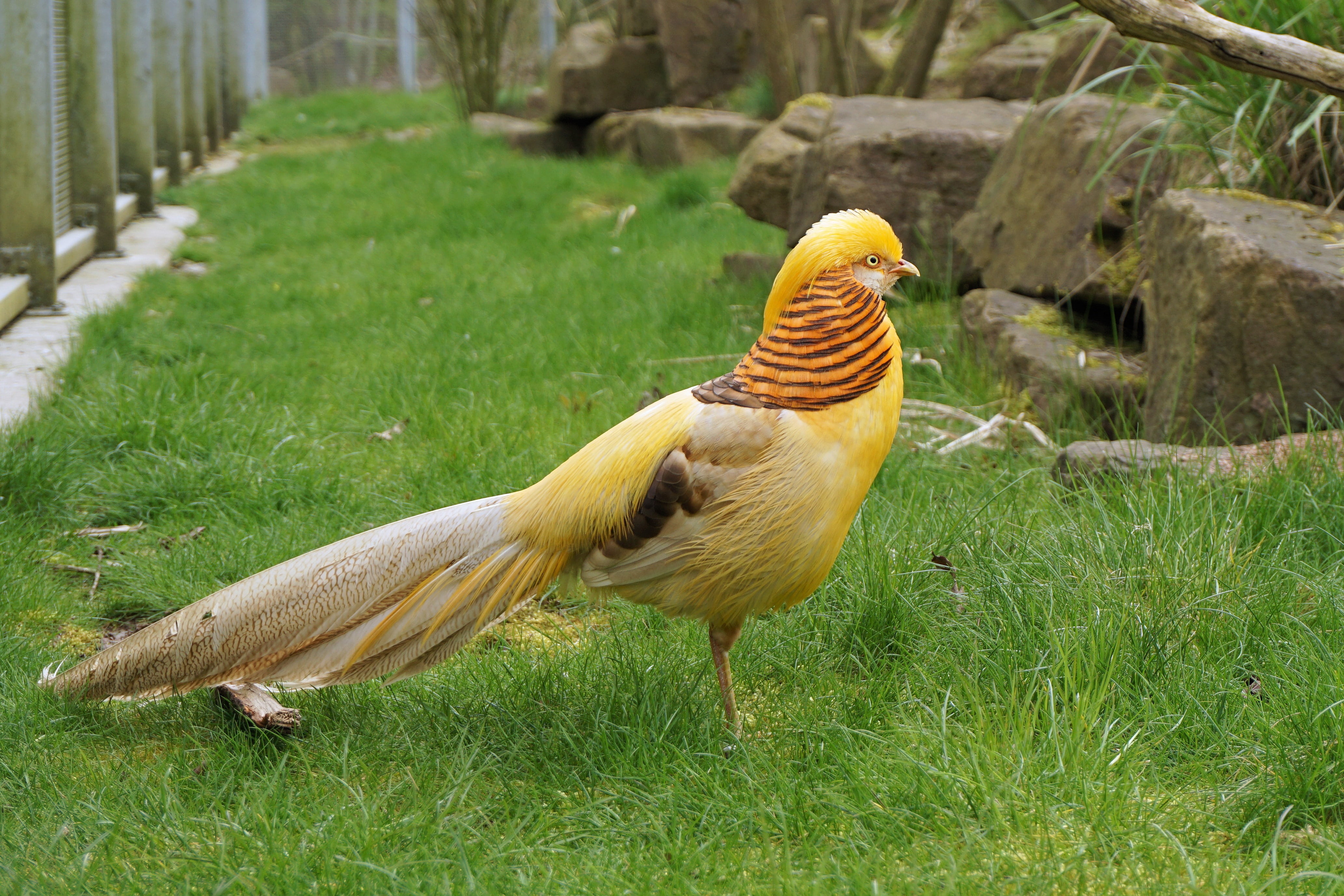 sababurg castle, animal world, zoo, species, land, outdoors, 4K, plumage, animal, day, vertebrate, bird, livestock, grass, feather, goldfasan, animal themes, HD Wallpaper