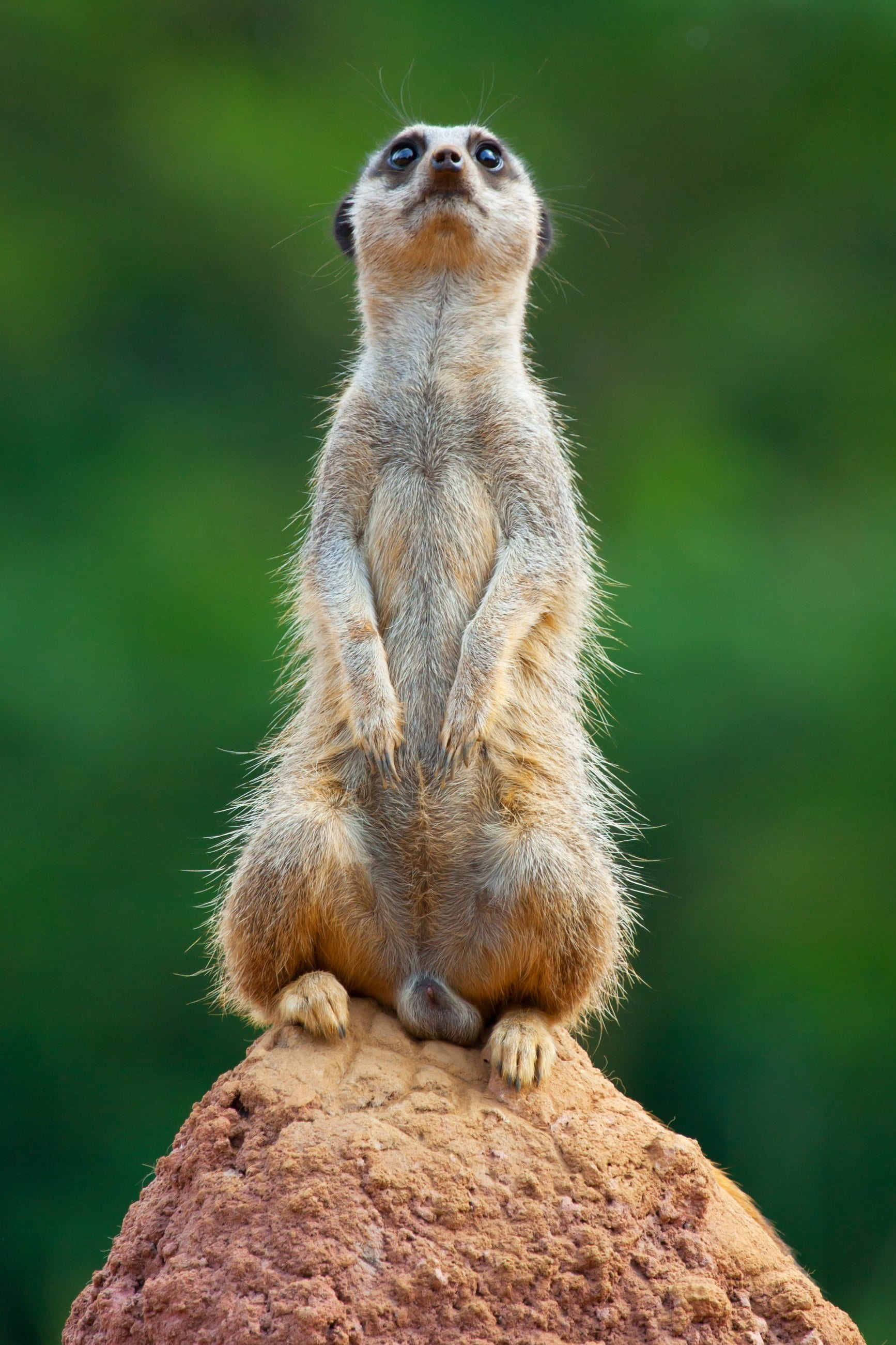 look, no people, nature, desert, rock, meerkat, lookout, sentry, fur, one animal, animal, photo, looking away, looking, snout, 2K, sitting, solid, alert, Phone HD Wallpaper