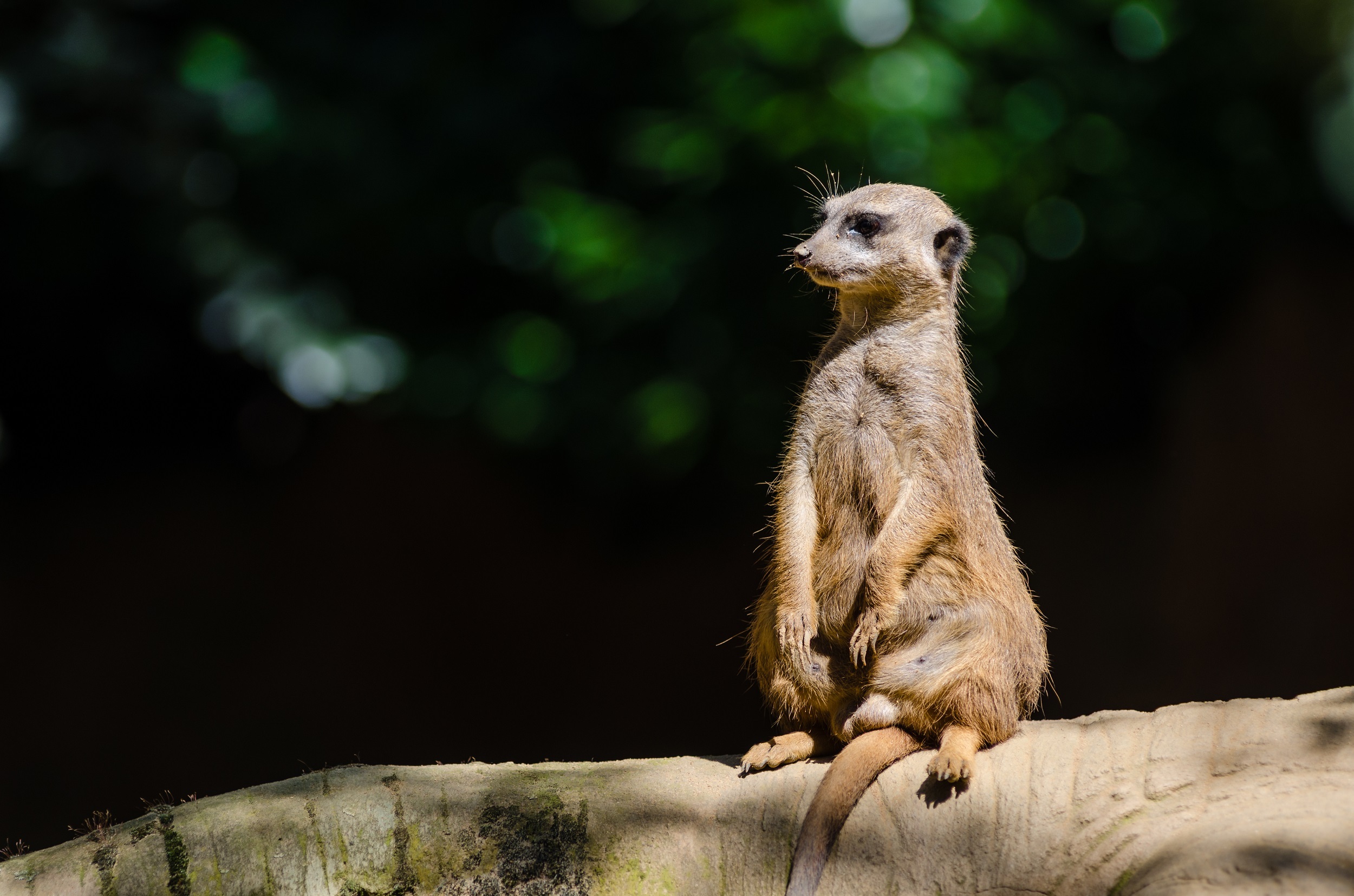 wildlife, portrait, mongoose, vertebrate, looking, focus on foreground, mammal, furry, alert, colony, sitting, nature, sentry, zoo, alertness, animals in the wild, HD Wallpaper