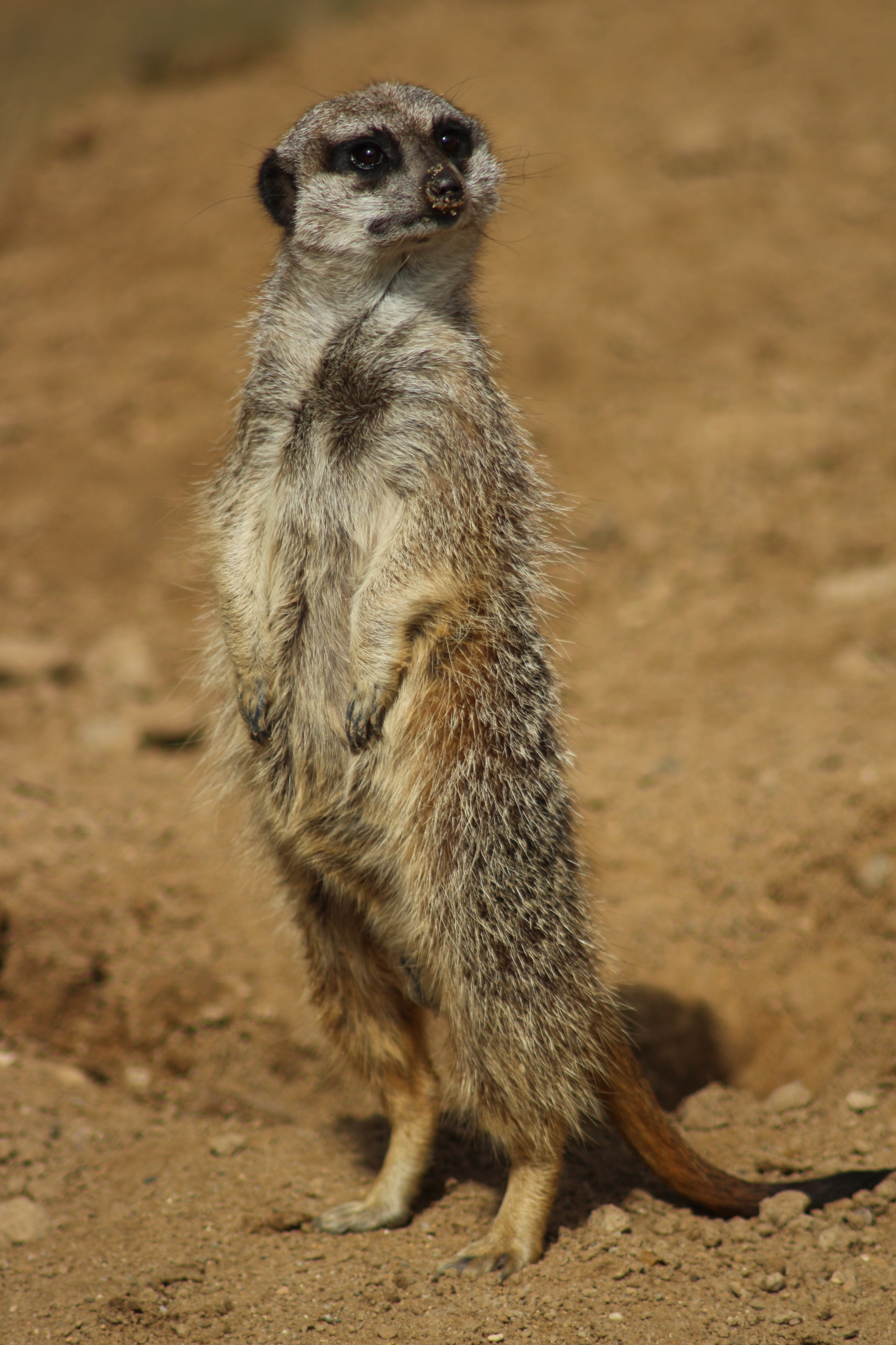 one animal, desert, meerkat, field, no people, vertebrate, animal themes, mongoose, 5K, full length, animals in the wild, animal wildlife, land, day, alertness, Phone HD Wallpaper