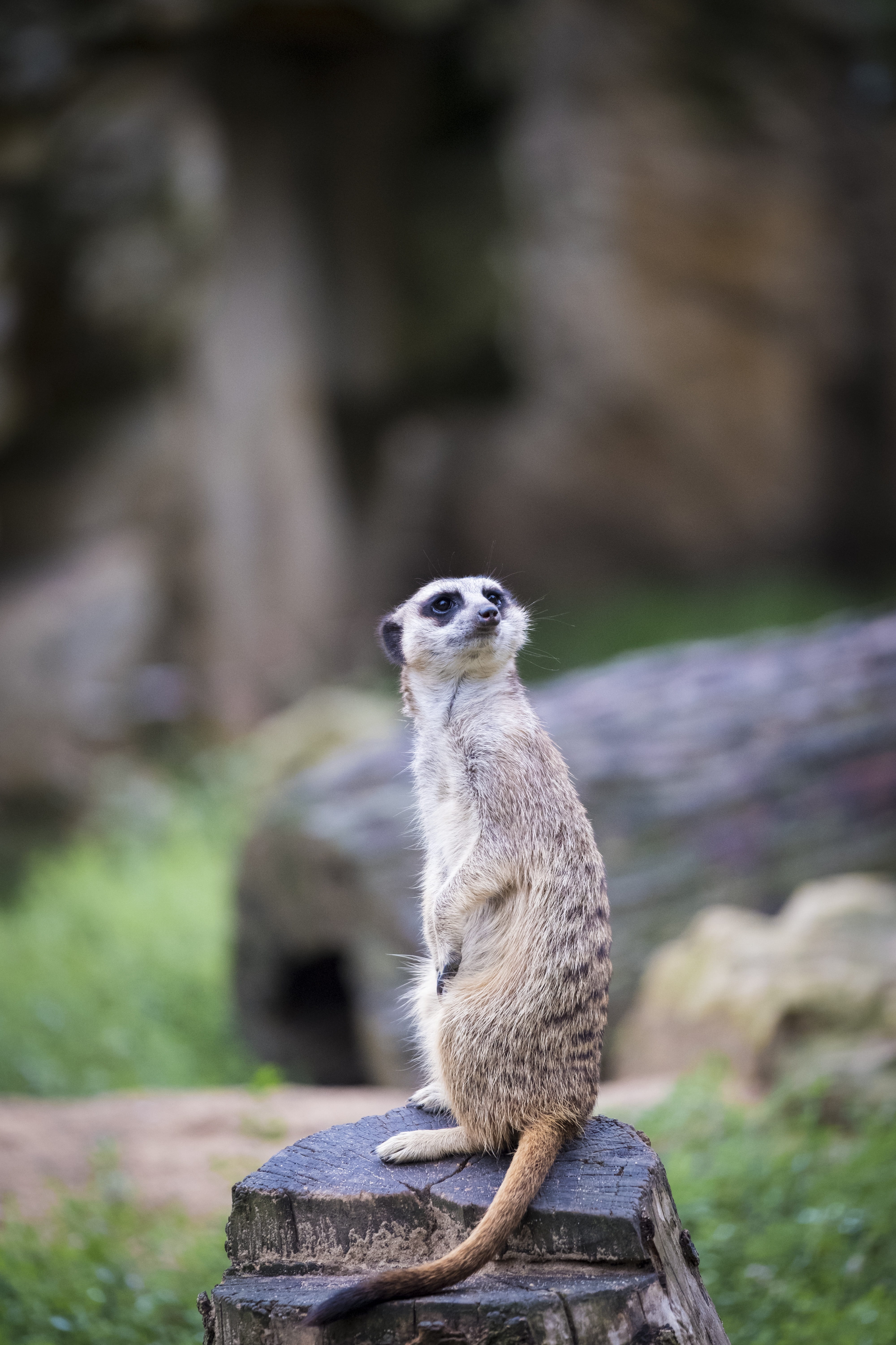cute, one animal, outdoors, attention, animals in the wild, mammal, animal wildlife, animal themes, guards, full length, looking, security guard, animal, Phone HD Wallpaper