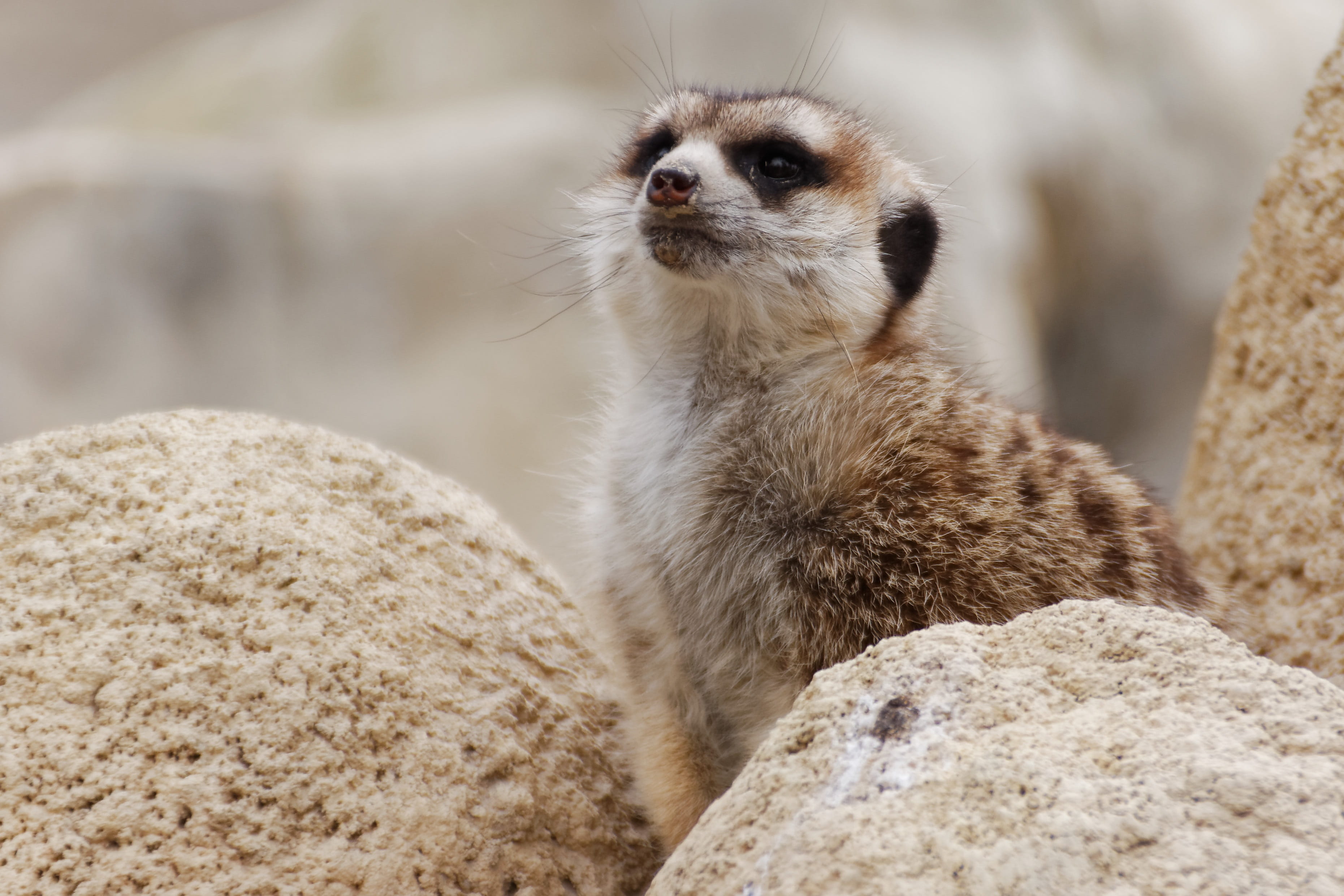 young, domestic, standing, guard, meerkat, wildlife photography, no people, hair, cute, zoo, wild, mammal, looking away, animal head, 2K, fur, nature, HD Wallpaper
