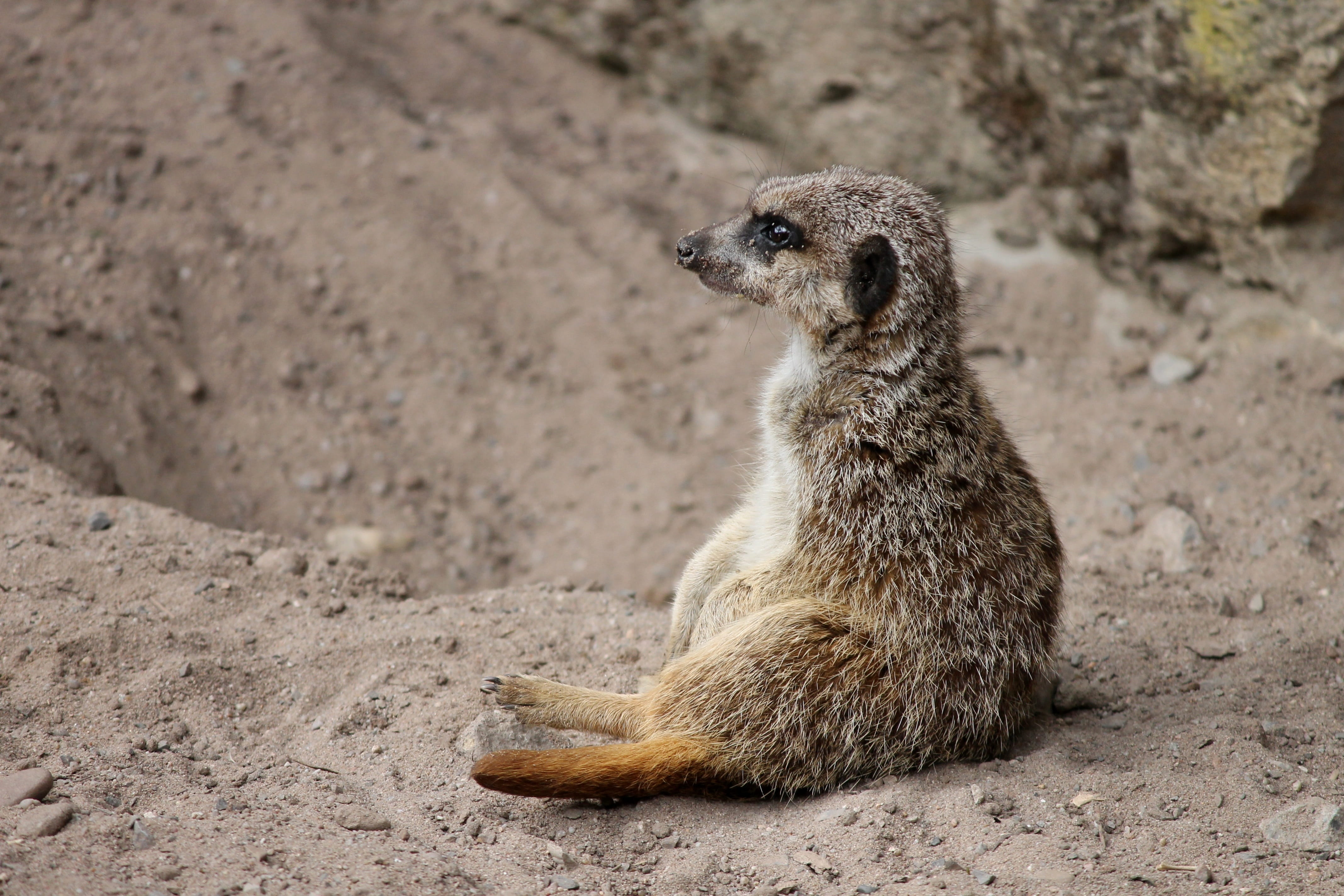cute, looking, guard, nature, one animal, guarding, day, meercat, desert, curious, Mongoose, wildlife, funny, attention, predator, no people, scharrtier, HD Wallpaper
