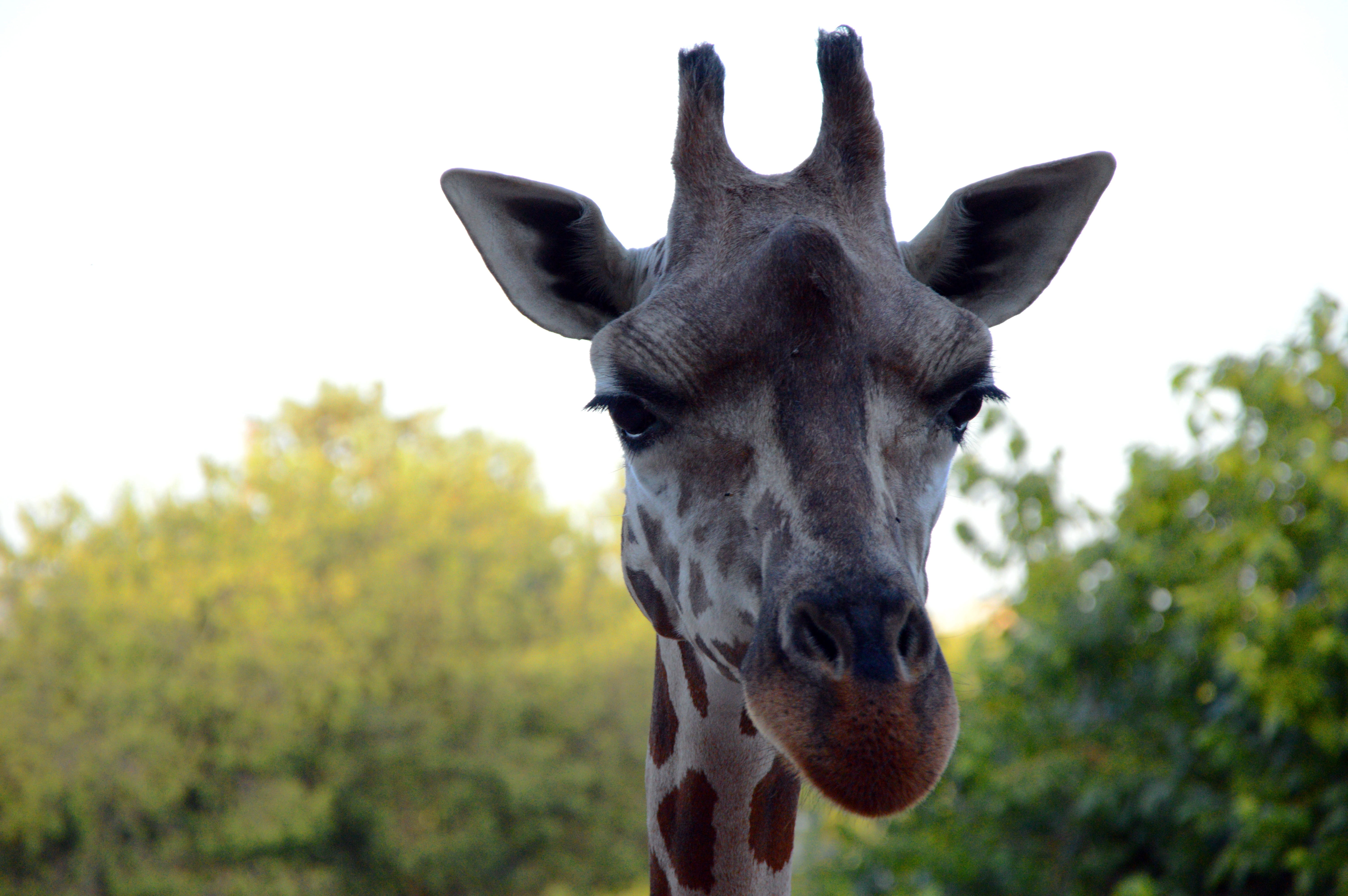 natural park, one animal, africa, animals in the wild, animals, south africa, plant, domestic animals, snout, close-up, fauna, animal world, animal head, HD Wallpaper