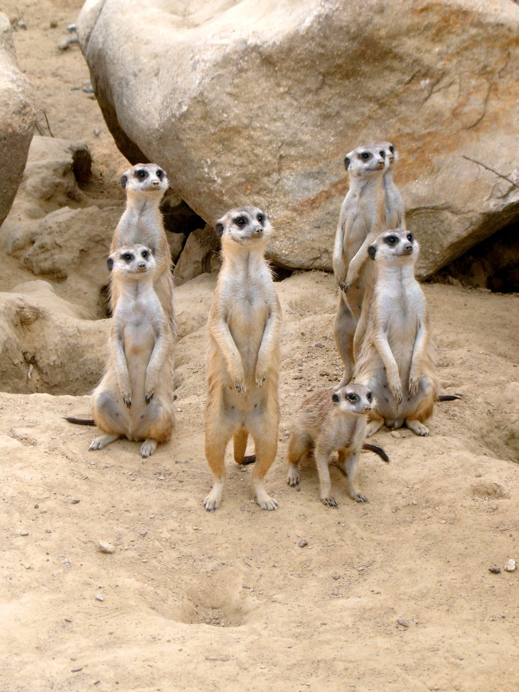 meerkats, africa, sand, wildlife, desert, togetherness, dry, mammal, animal family, cute, nature, animals, animal world, group of animals, three animals, Phone HD Wallpaper
