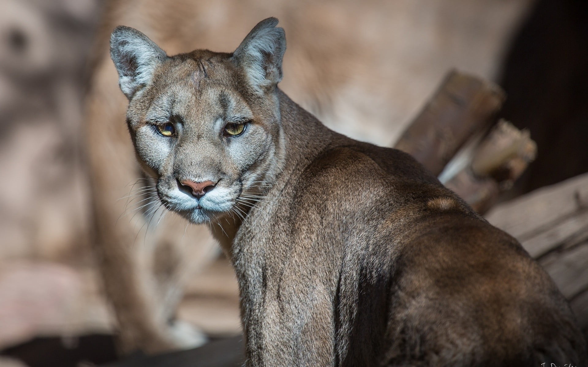 relaxation, big cat, day, carnivora, no people, 1080P, cat, vertebrate, portrait, animals, animal themes, animals in the wild, animal, pumas, animal head, HD Wallpaper