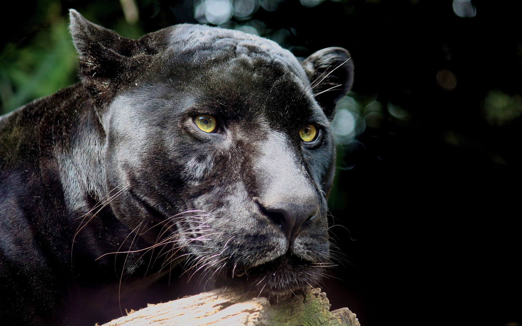 animal Nose, animals Hunting, animal wildlife, looking away, predator, puma, animal Eye, focus on foreground, day, large, cat, vertebrate, animal themes, HD Wallpaper