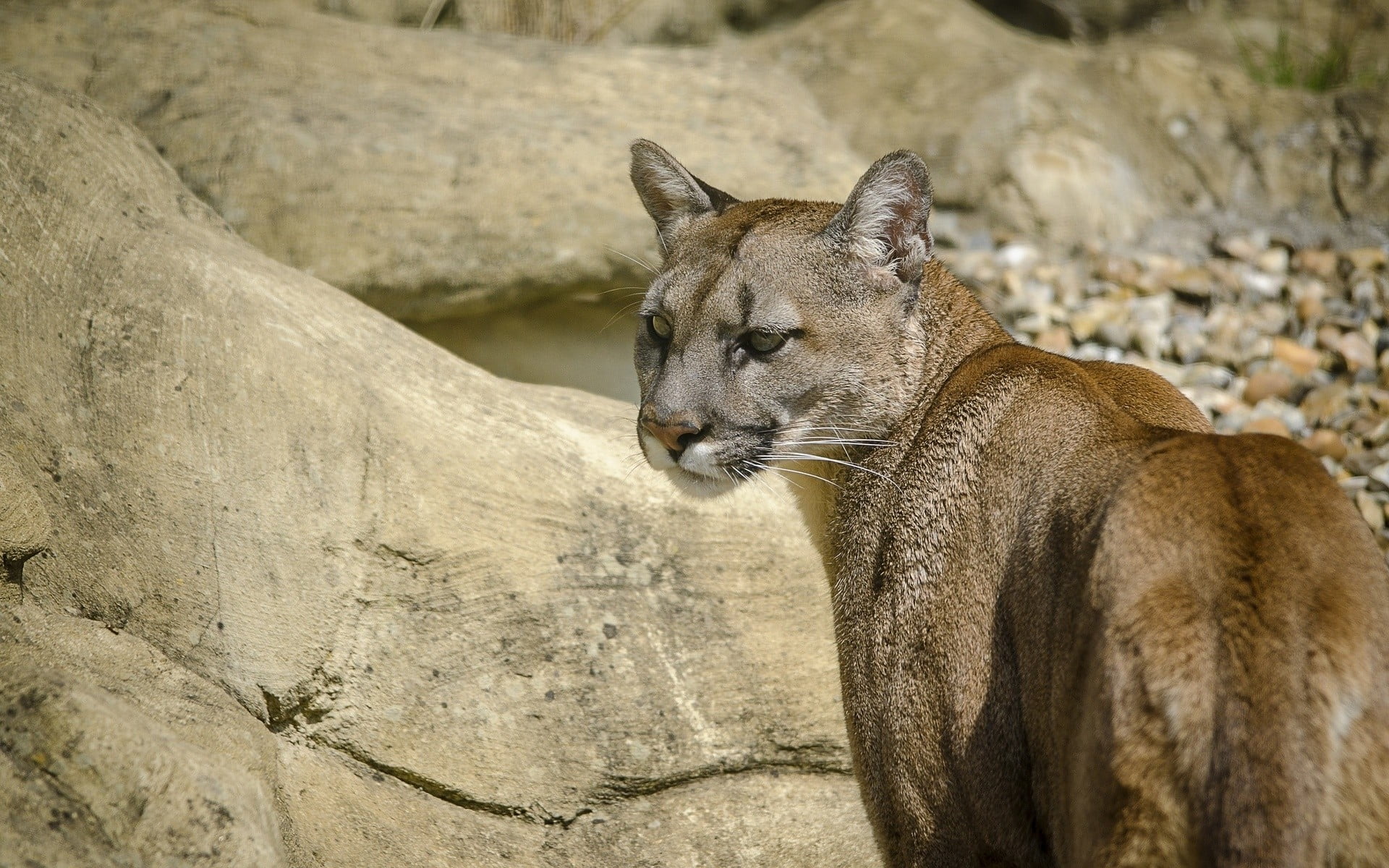 lioness, animal themes, one animal, animals, 1080P, wildlife, animal wildlife, animal, relaxation, feline, mammals, day, rock, pumas, nature, no people, HD Wallpaper
