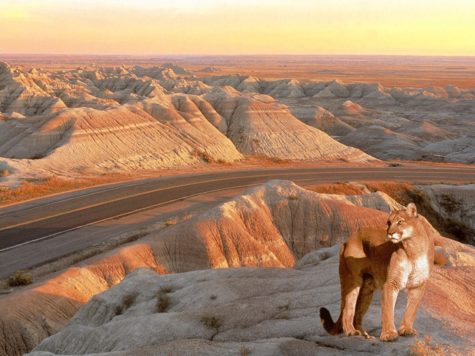 nature, feline, landscape, 720P, pumas, animals, HD Wallpaper