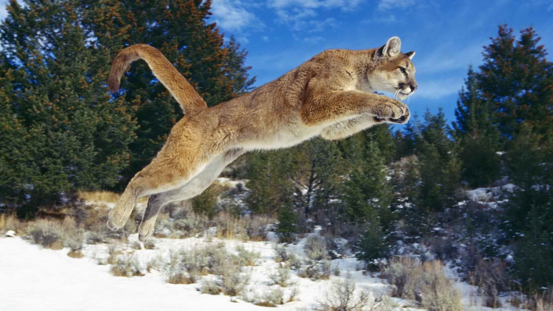jumping, animal themes, animals in the wild, plant, winter, one animal, no people, mid-air, animal, nature, motion, cougar, animals, animal wildlife, side view, HD Wallpaper