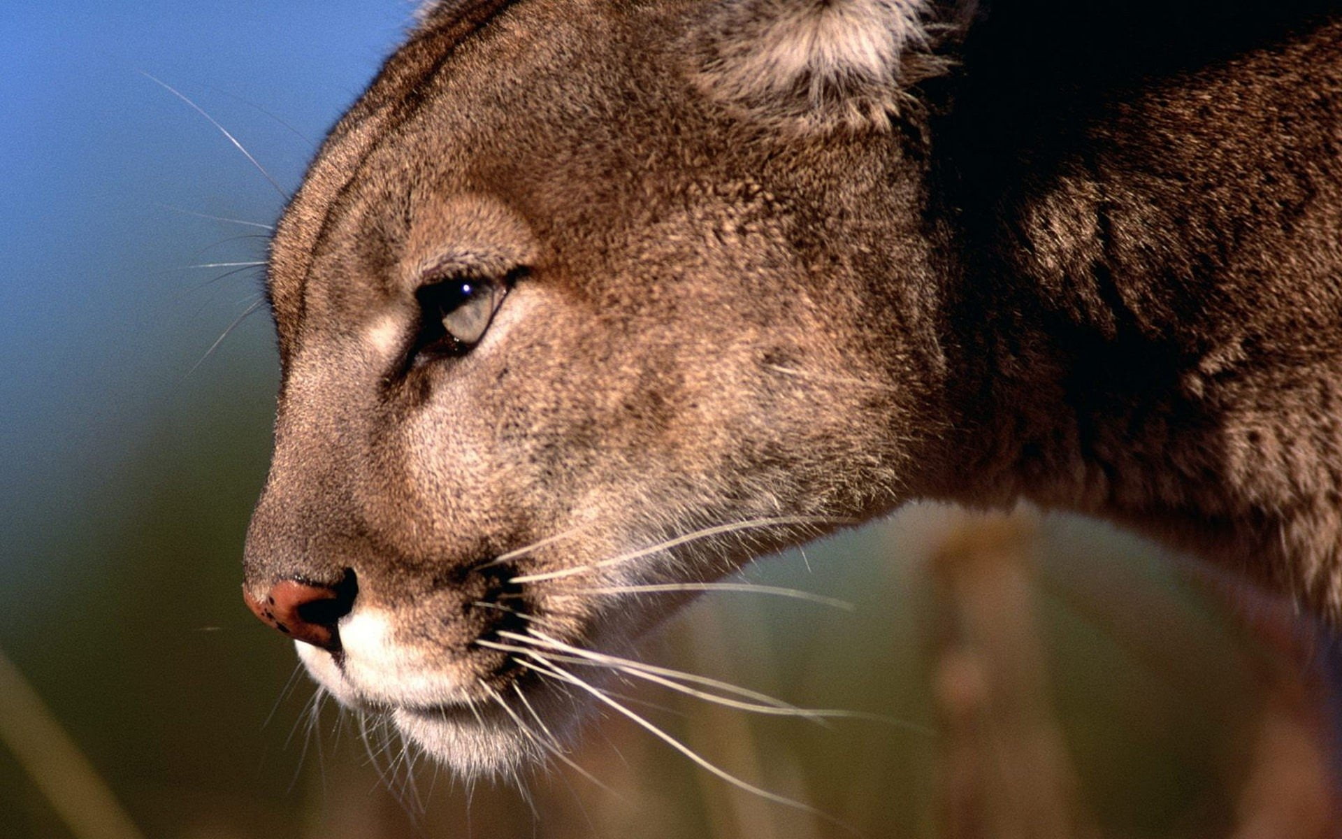 1080P, puma, animales, cara, HD Wallpaper