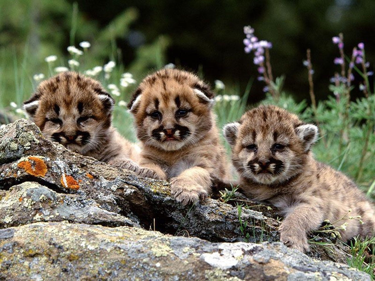 nature, carnivora, animal family, baby animals, solid, animal, animal wildlife, animal themes, vertebrate, rock, three animals, day, portrait, no people, HD Wallpaper