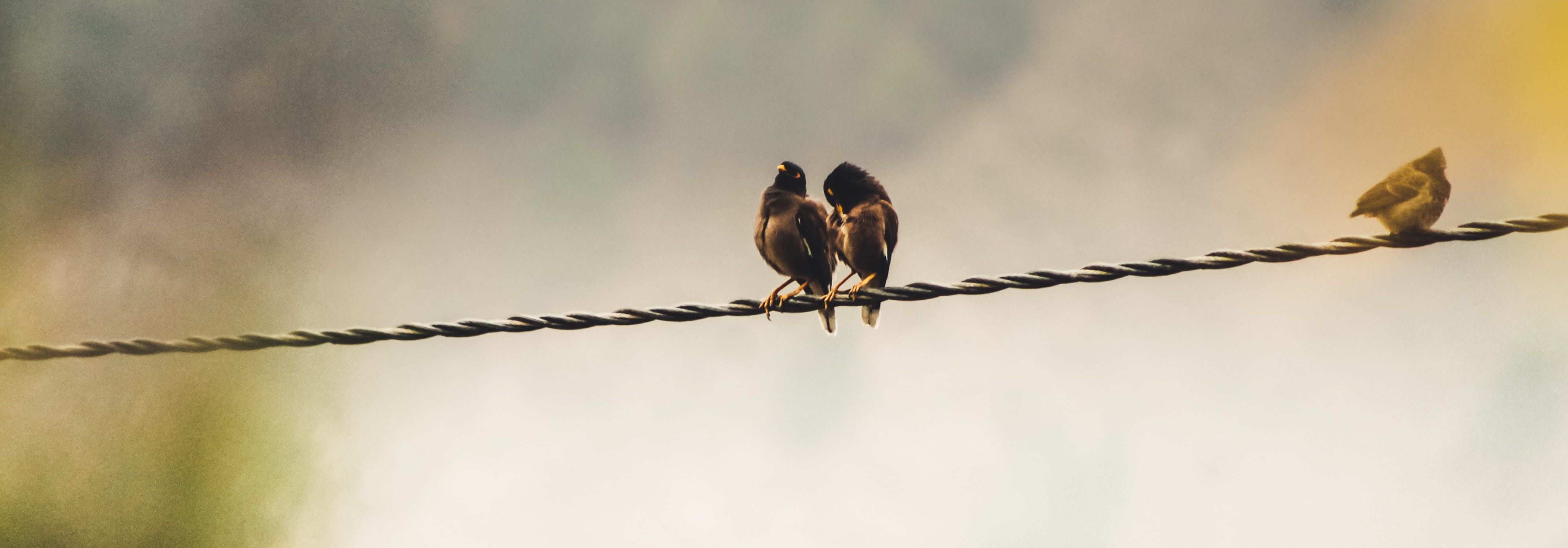 animal, flight, focus on foreground, perching, animal wildlife, day, wallapaper, fly, 4K, wire, tring, no people, sparrow, selective focus, copy space, HD Wallpaper